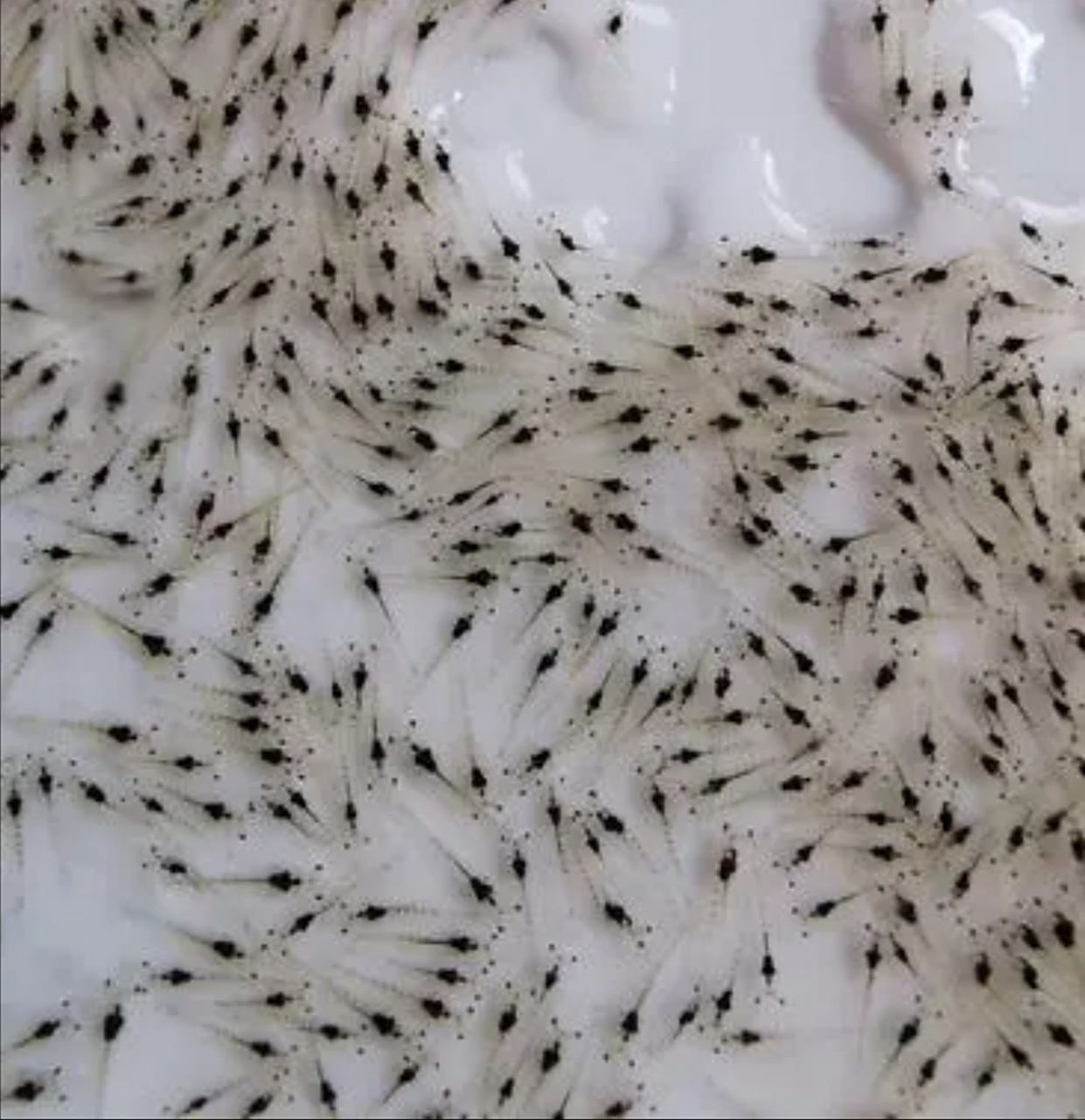 三农百科# 如何去选购高质量的南美白对虾虾苗和怎么去判断虾苗的