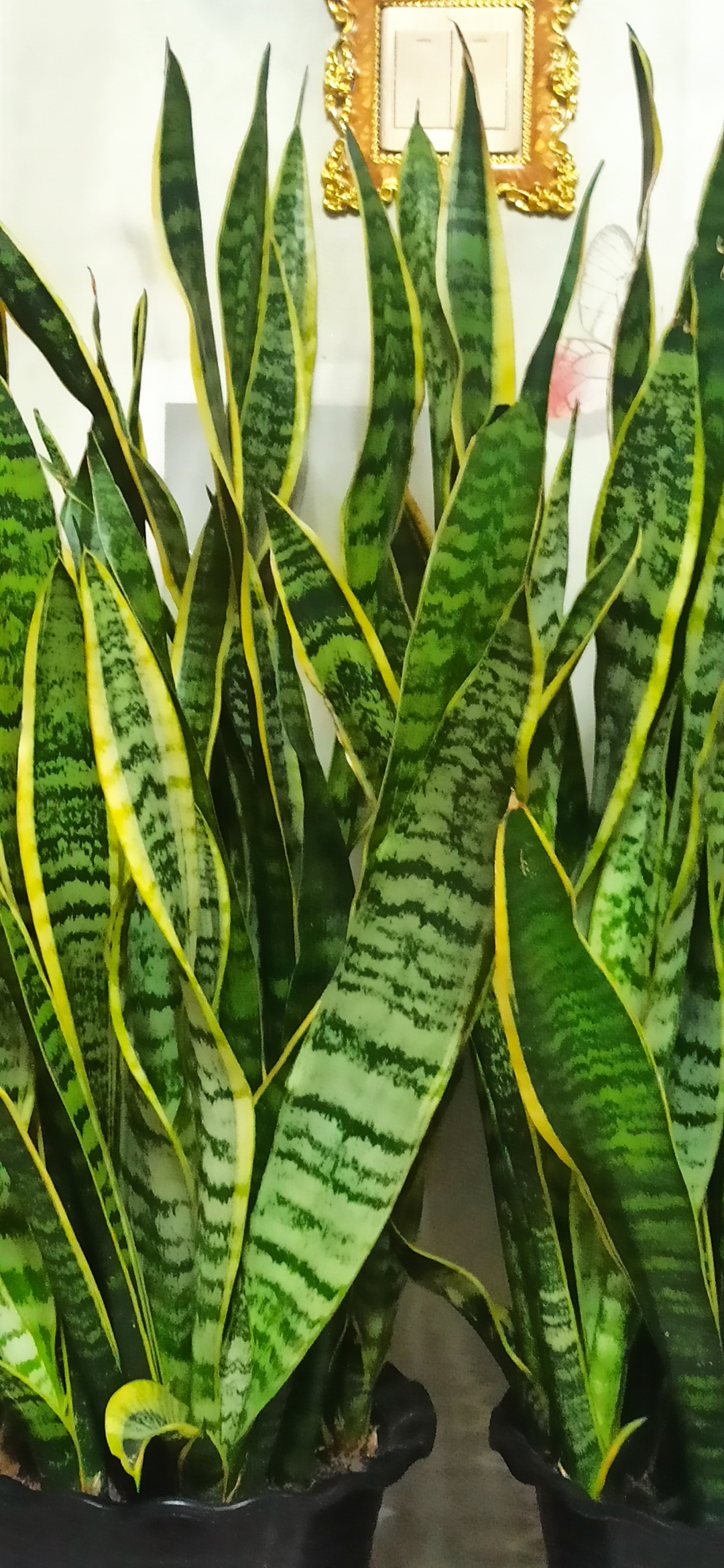 金边虎皮兰,这是前年邻居家大婶给她家虎皮兰换土给了我三颗,现在都长