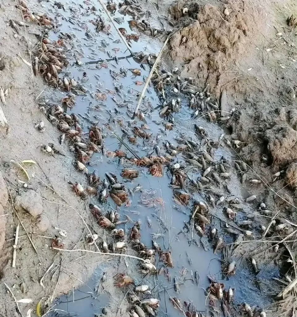 臭水沟小龙虾图片