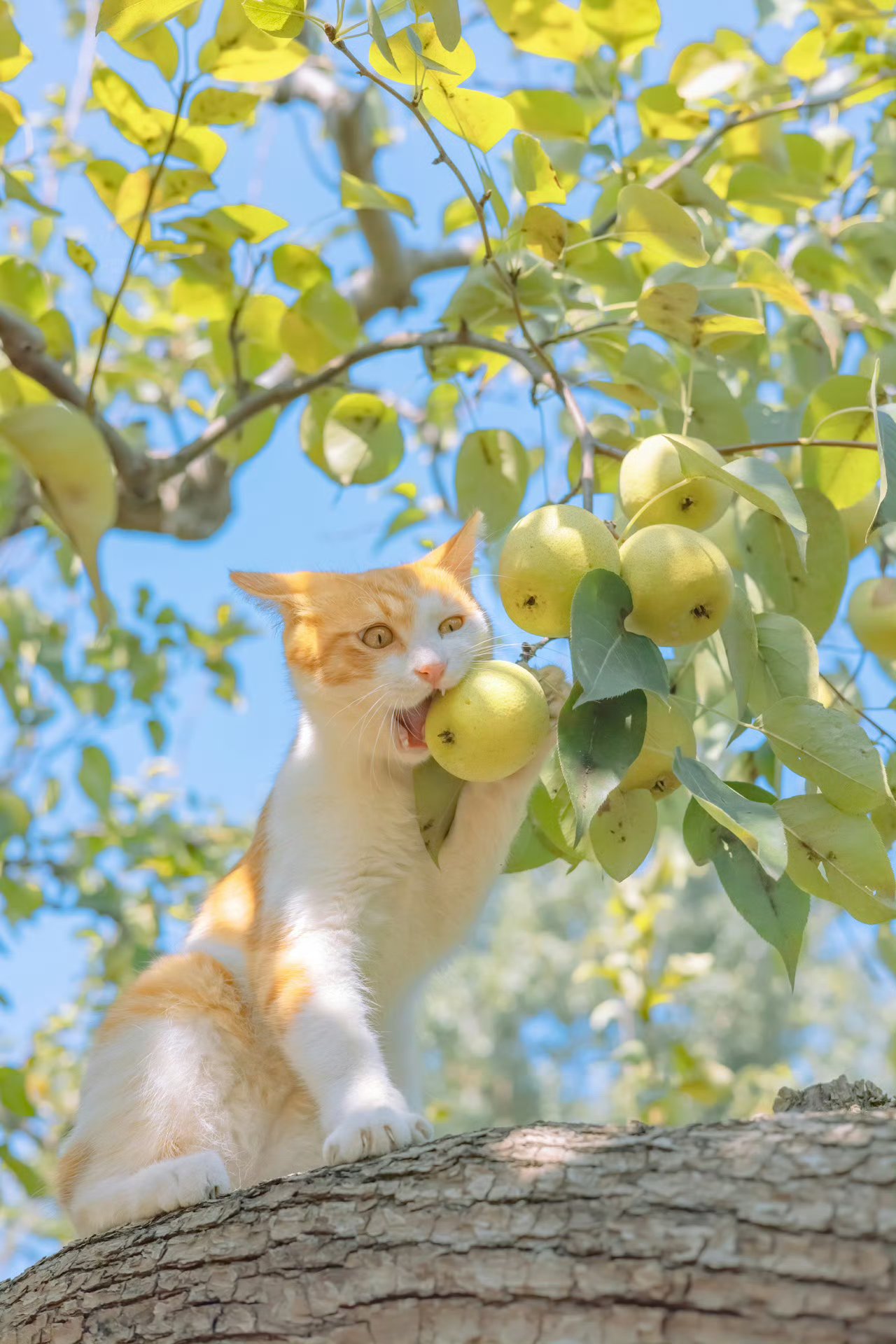 喵了个咪的,这树上的果子被我承包啦!