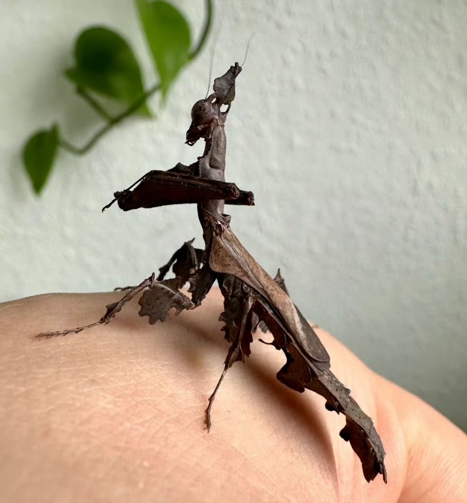 雌性幽灵螳螂 ~好像一下烂树叶!