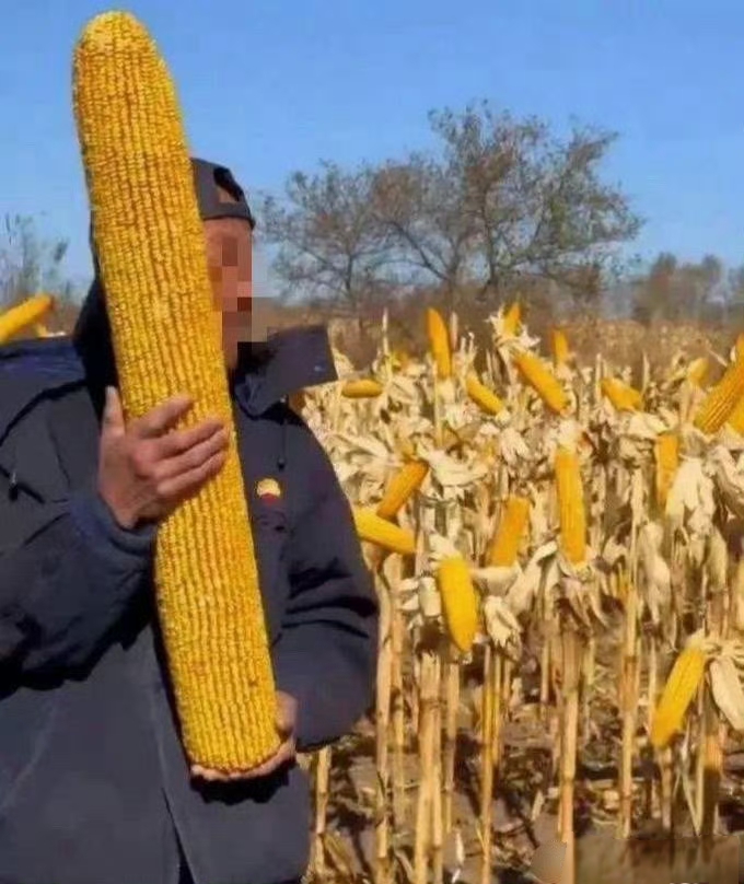好大的玉米棒子啊!如果真能长这么大,那一亩地收入很可观呀