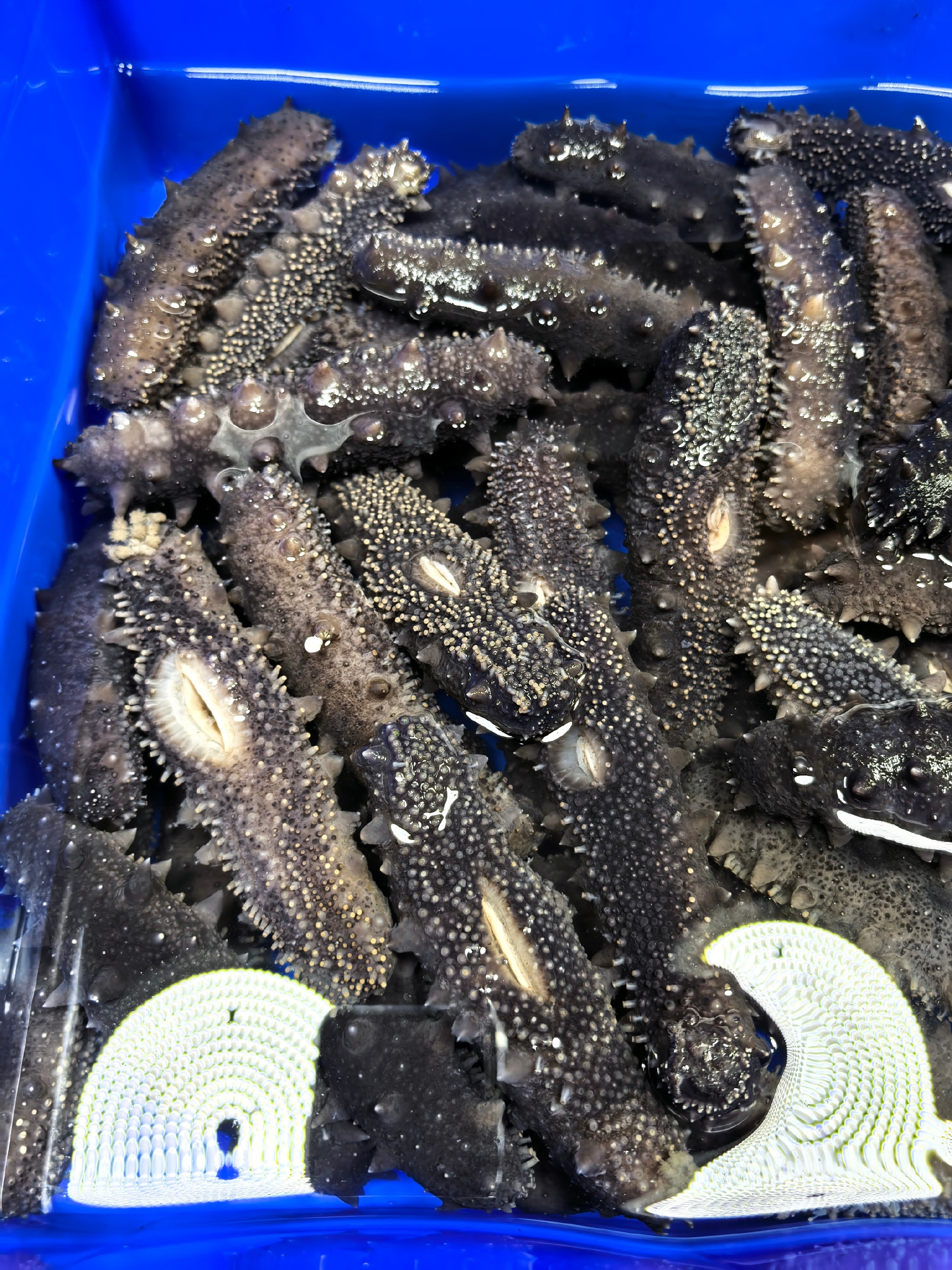 鲜松茸,鲜活海鲜正当季![色]