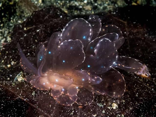 这是一种无壳海蛞蝓科腹足类软体动物.