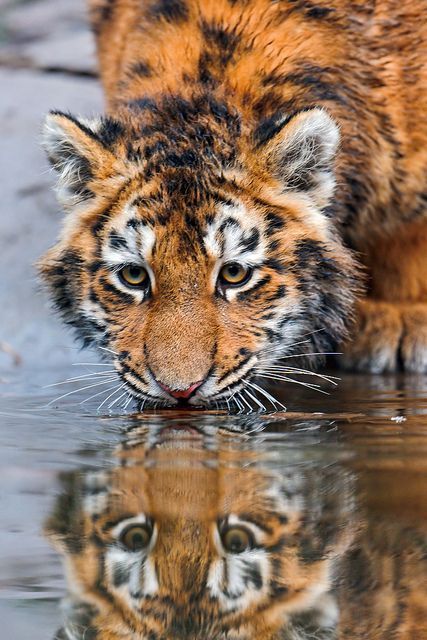 小猫老虎图片倒影壁纸图片