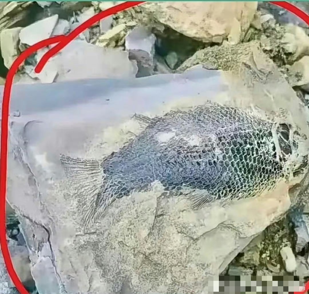 很多石头里里都有化石,是远古海洋淤泥堆积而成的.