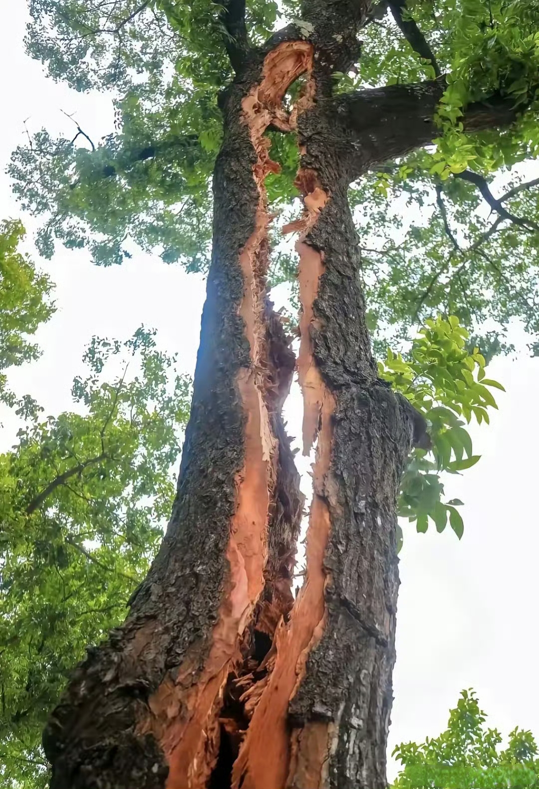 好坚强的大树,被雷劈成两半还枝繁叶茂