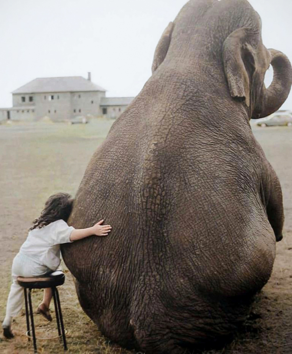 1986年英国小女孩和她的大象朋友合照