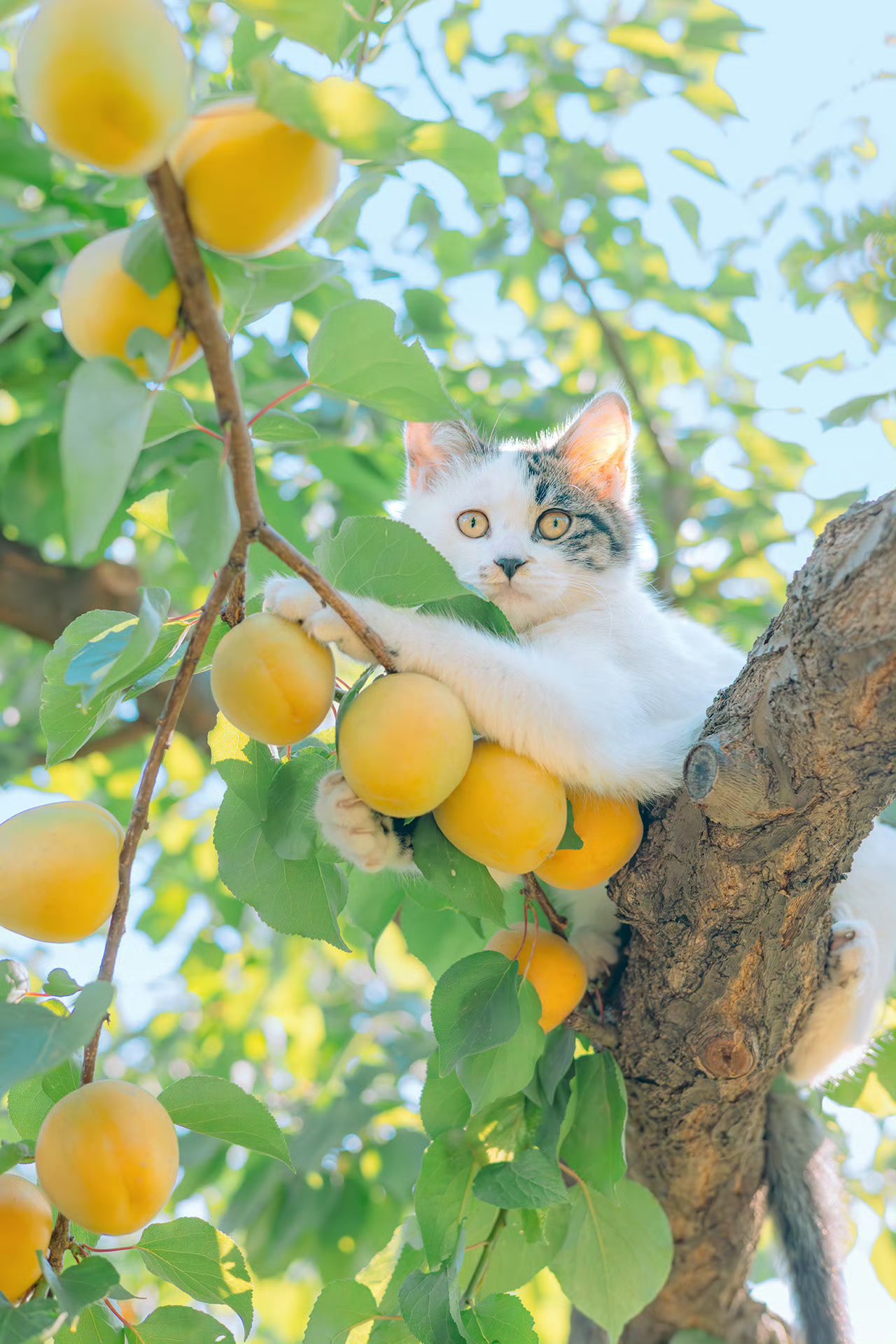 喵了个咪的,这树上的果子被我承包啦!