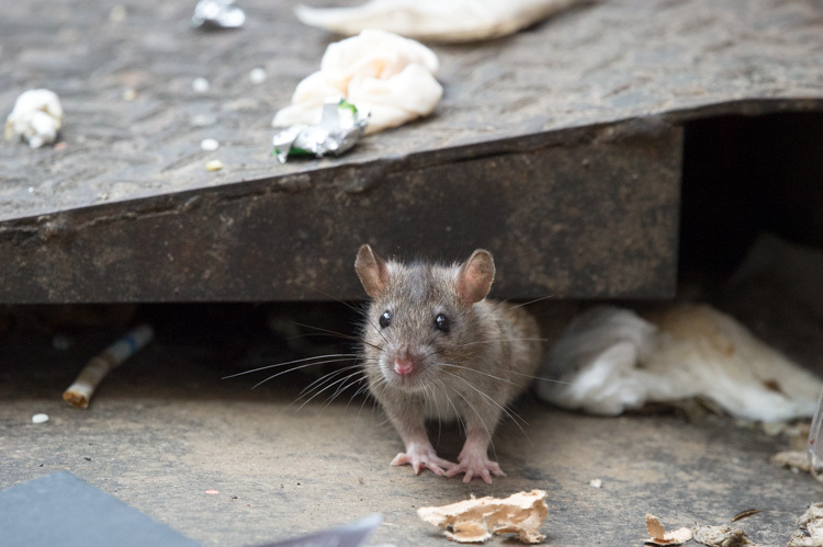 摄影师拍摄生活在城市下水道里的老鼠