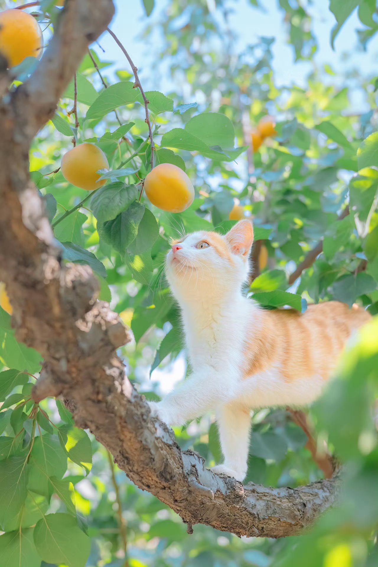 喵了个咪的,这树上的果子被我承包啦!