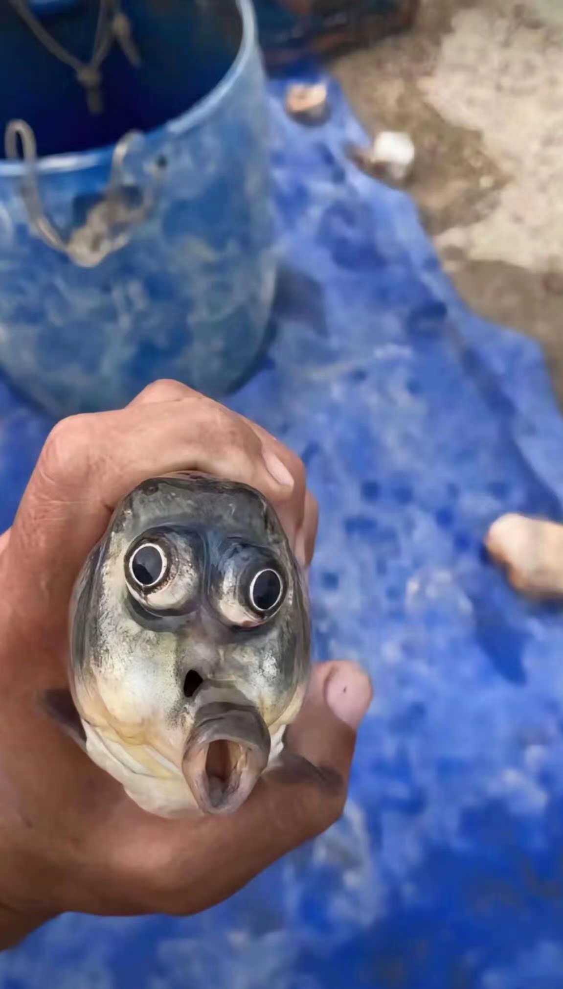 钓到这种丑鱼千万不要吃,会影响智商