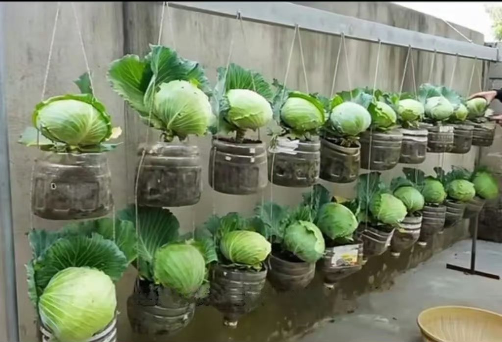 重庆大爷种的菜,以后大桶矿泉水瓶再也不扔了,家里备的土和菜种等以后