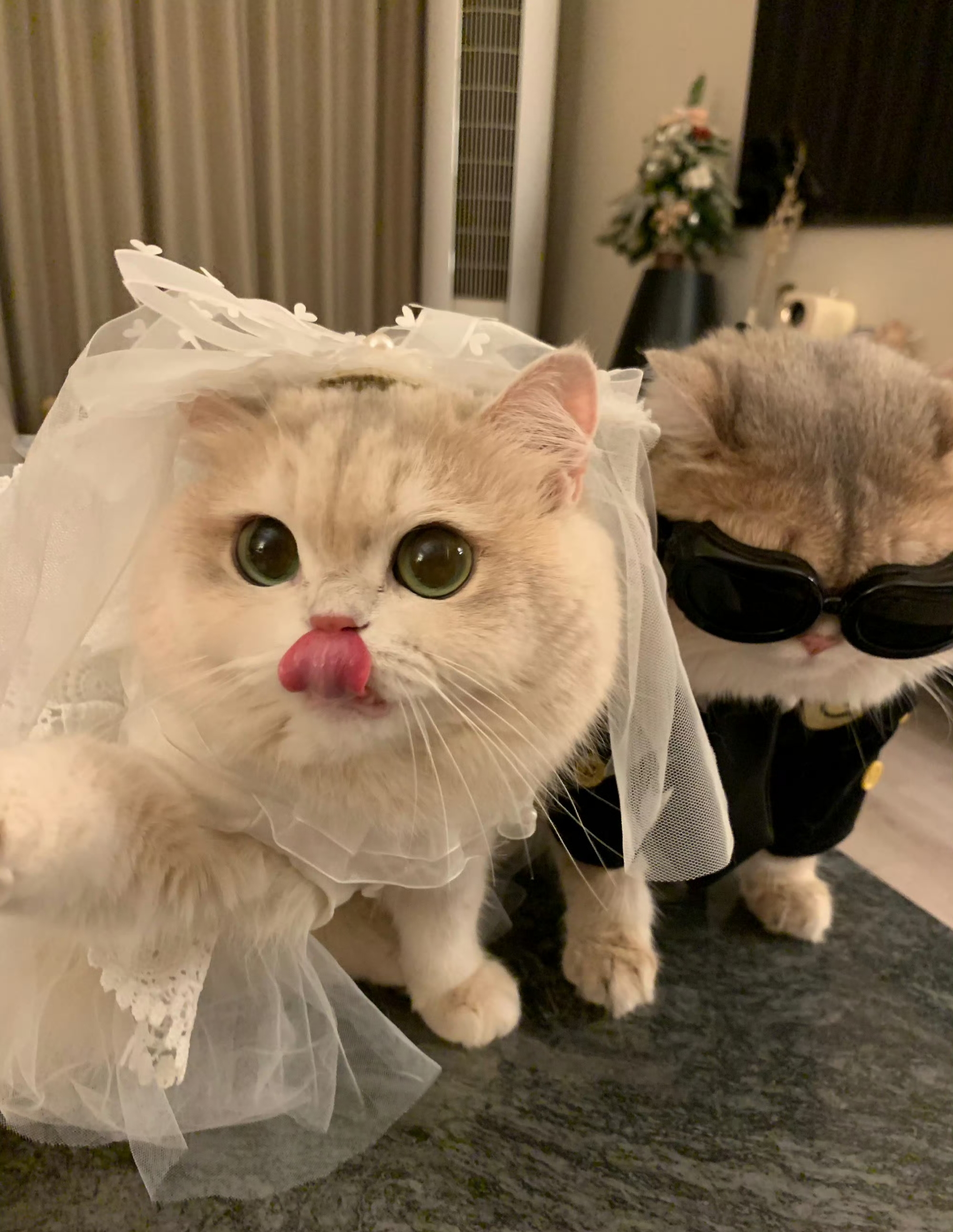 参加了一场猫咪婚礼,它们看起来很般配!