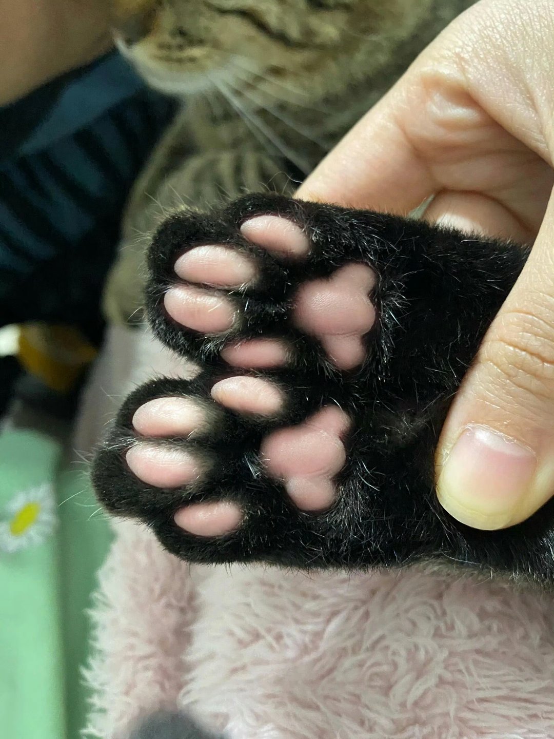 第一次看到黑脚白底狸花猫脚