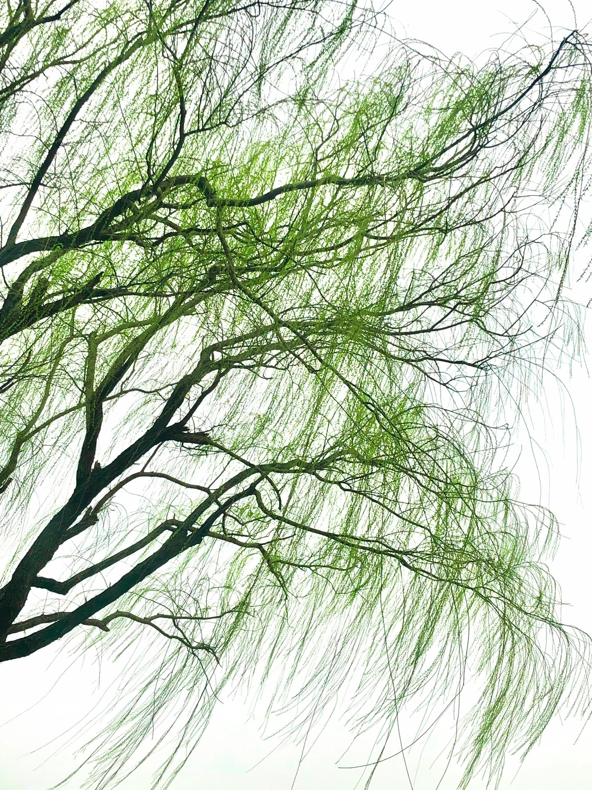 春风拂面,柳枝轻摆