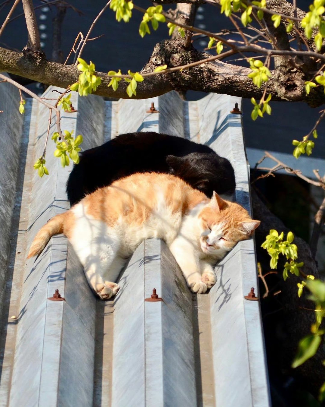 屋顶上的猫夏阳图片