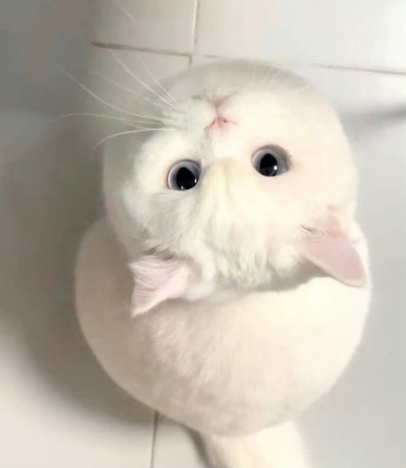 圆鼓鼓的,这些猫也太治愈了叭!