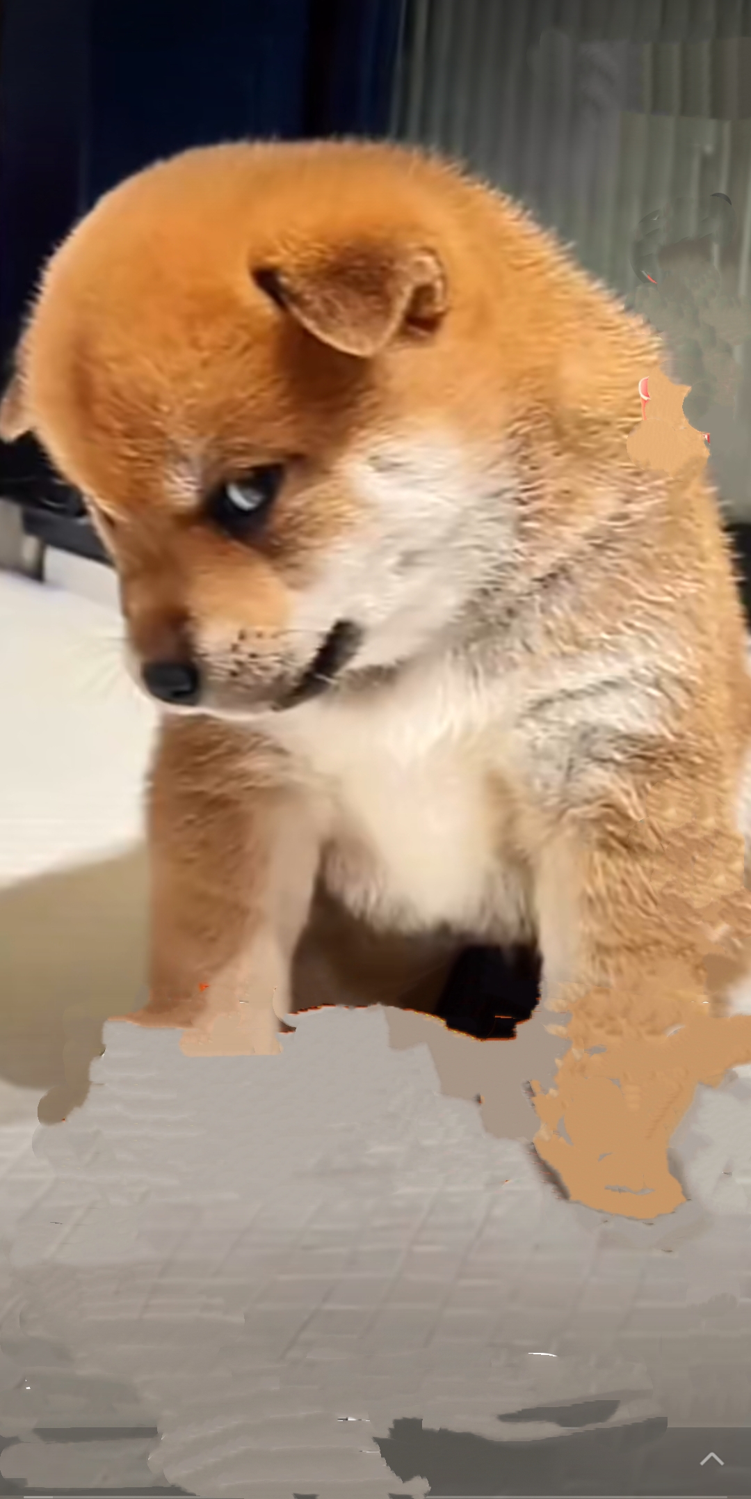 我堂堂一个在生活里摸爬滚打多年的老油条,今天竟被一条小奶狗拿捏得