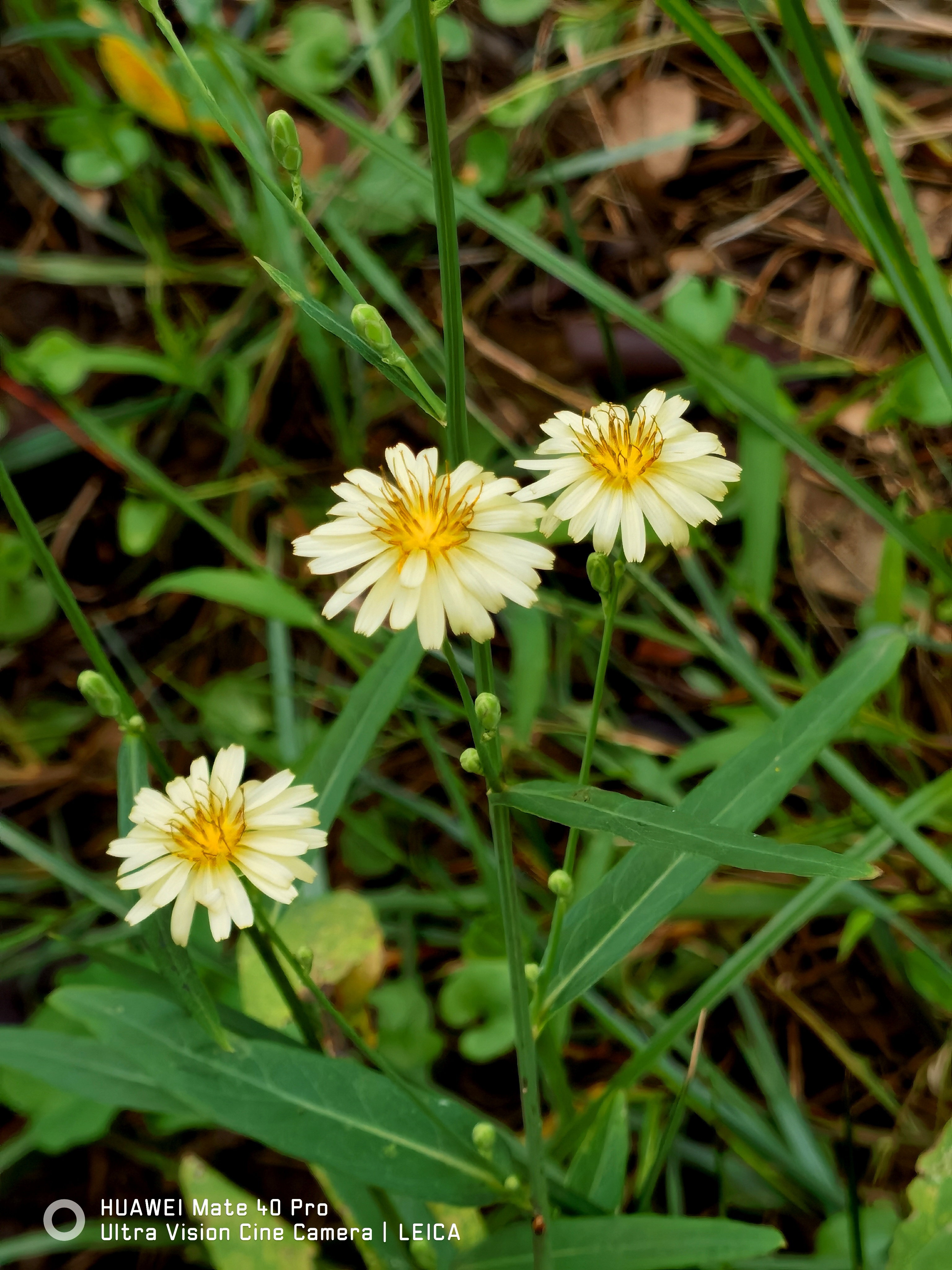 校园随手拍:翅果菊