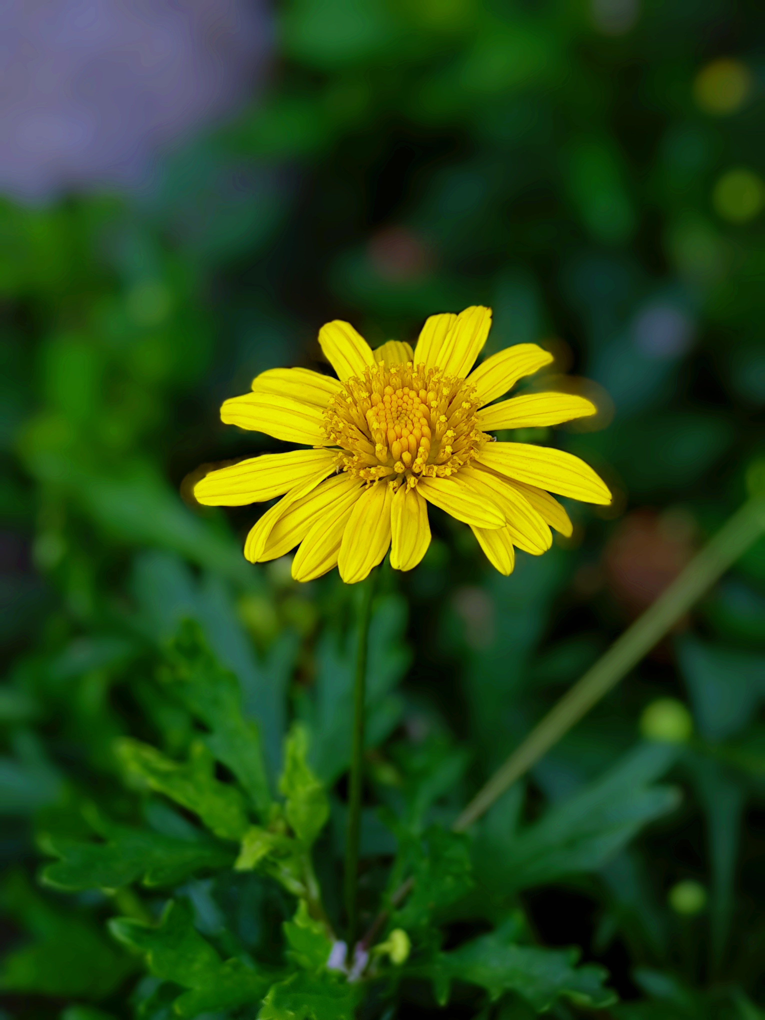 校园内的花草树木开始复苏