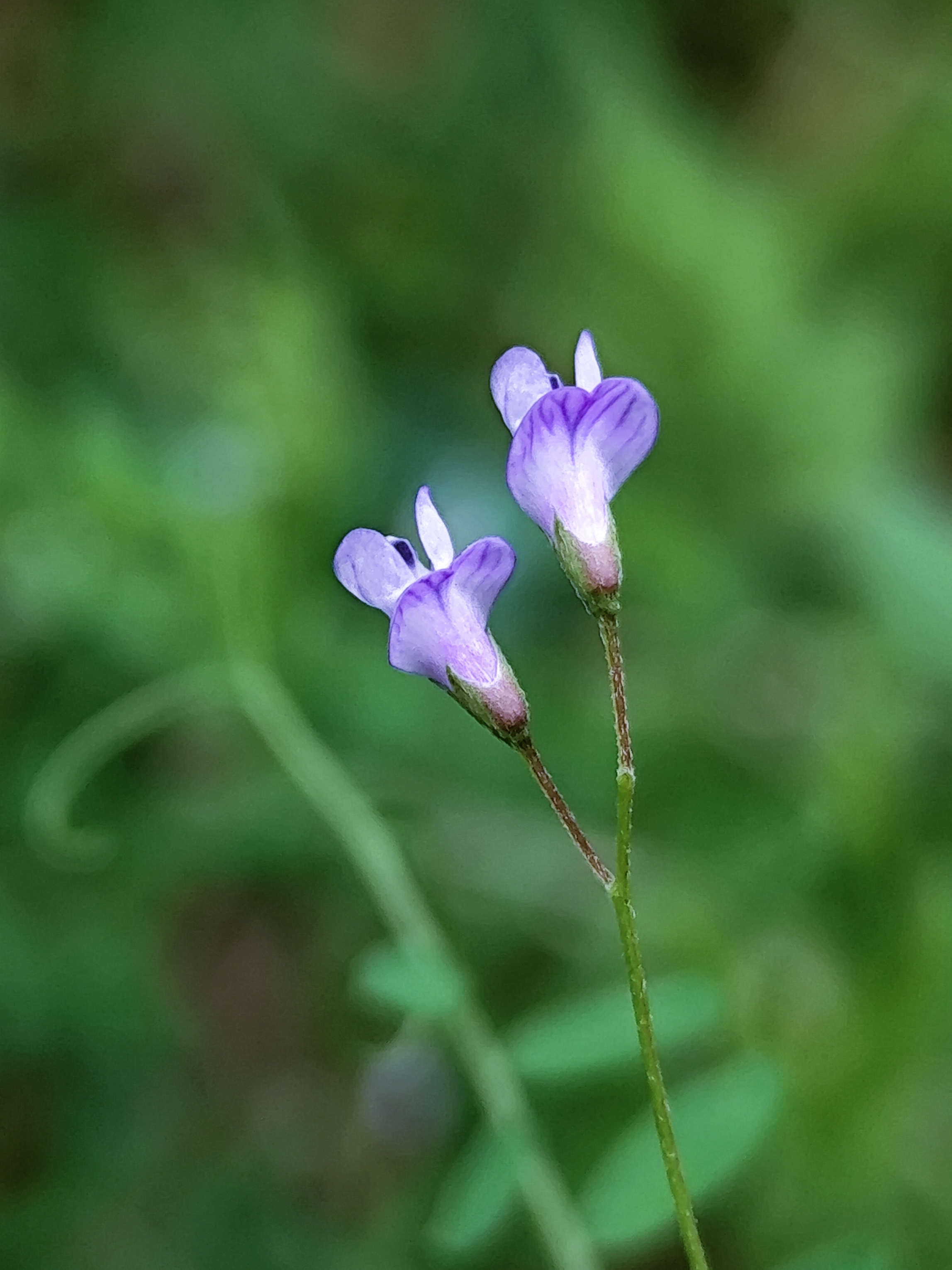 校园内的花草树木开始复苏