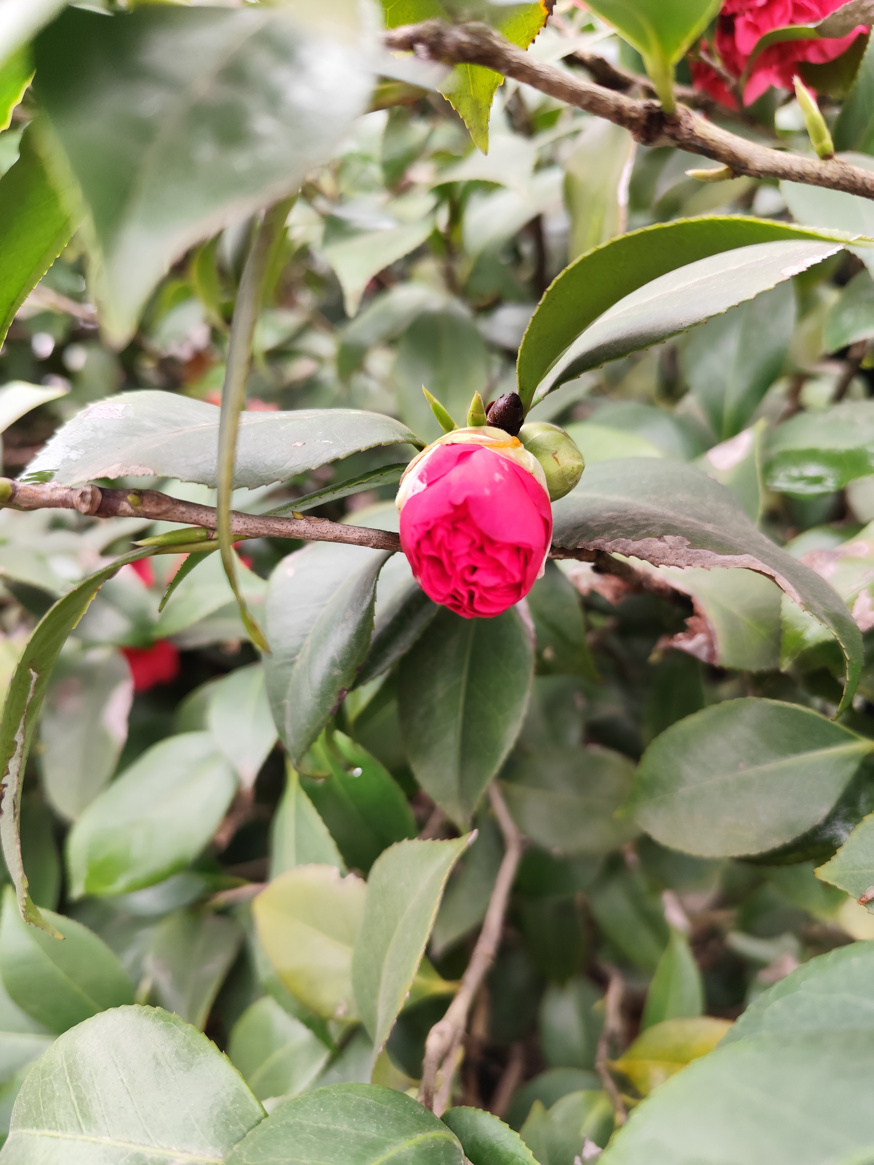 镜头里的春天  山茶花属于山茶科植物