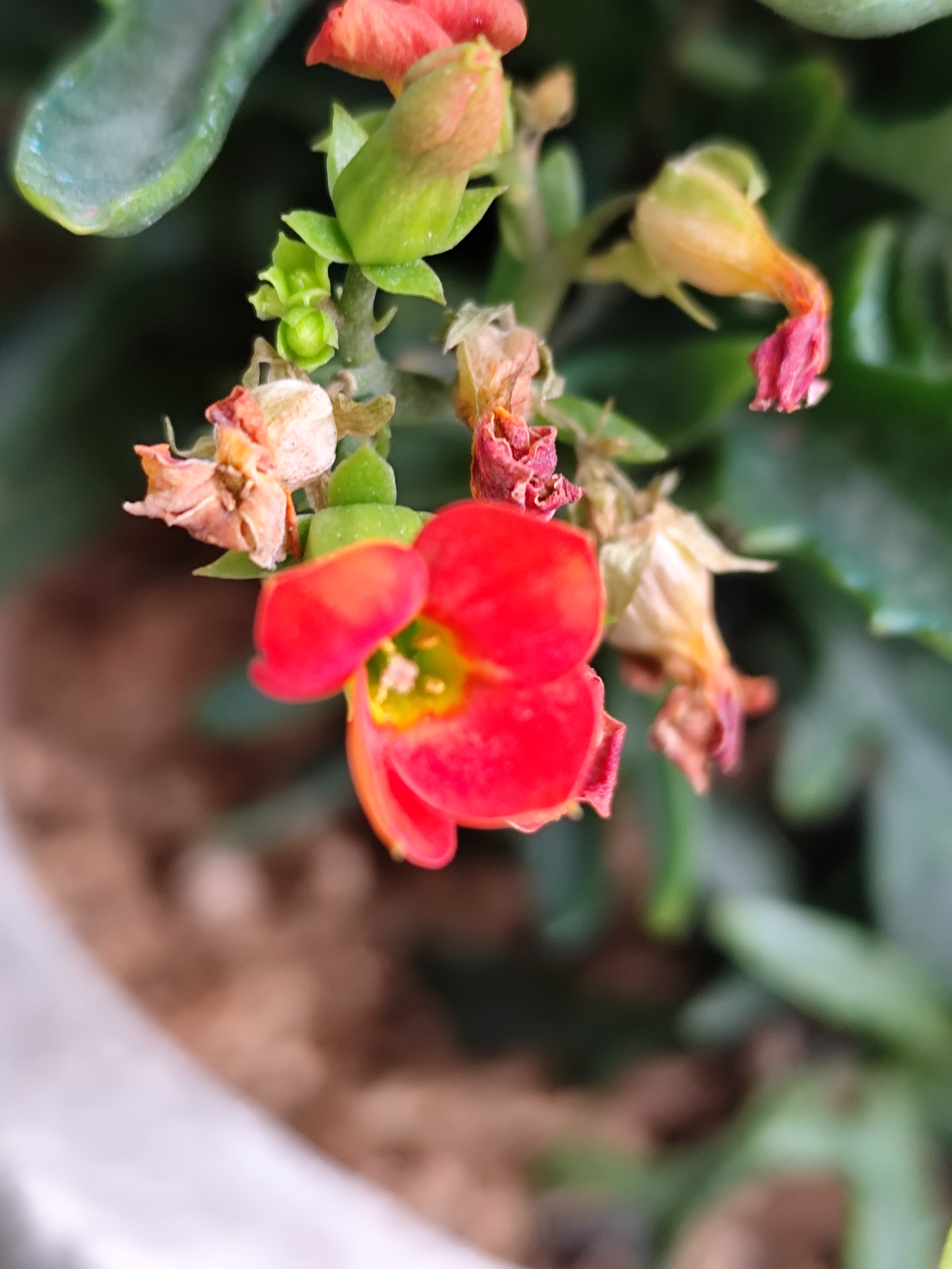 长寿花是景天科伽蓝菜属的一种多年生肉质草本植物,因其花色鲜艳,花期