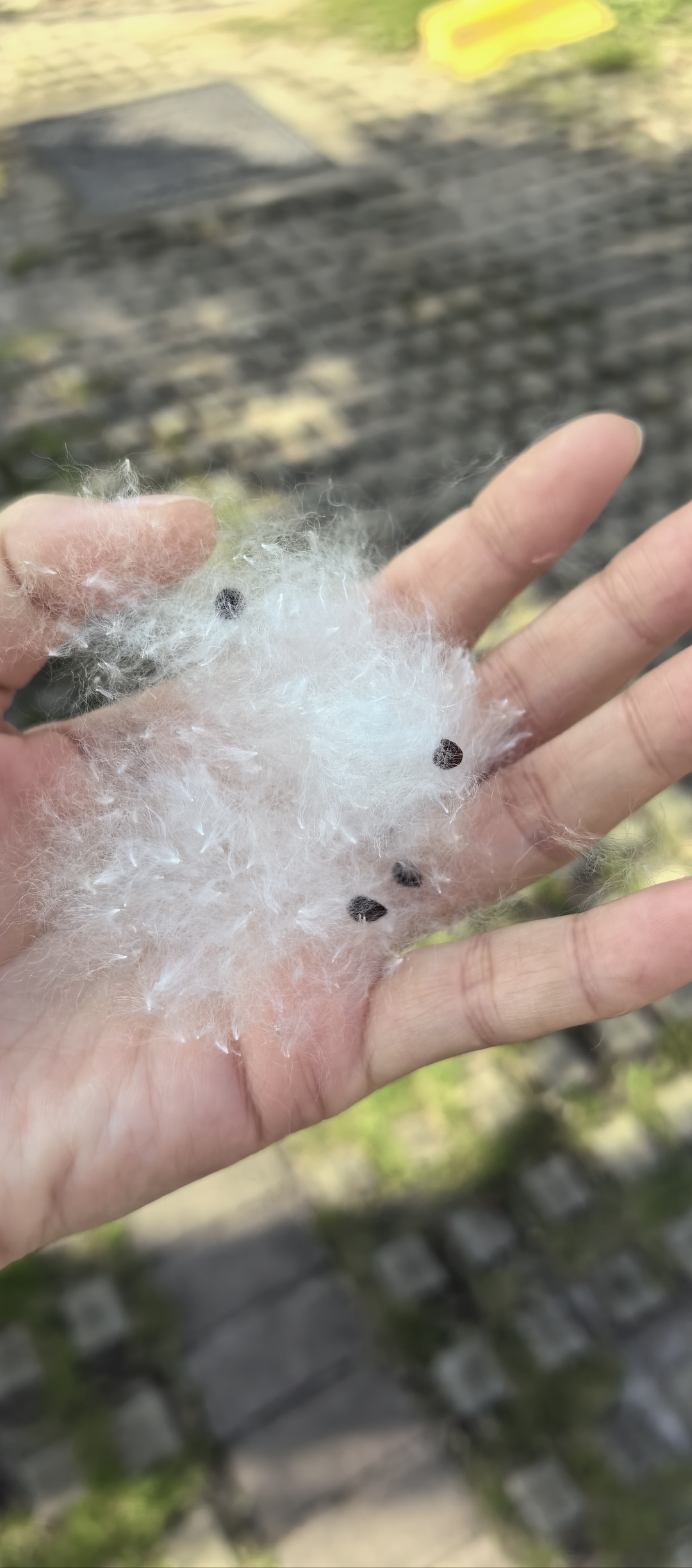 棉絮和棉花的区别图片图片