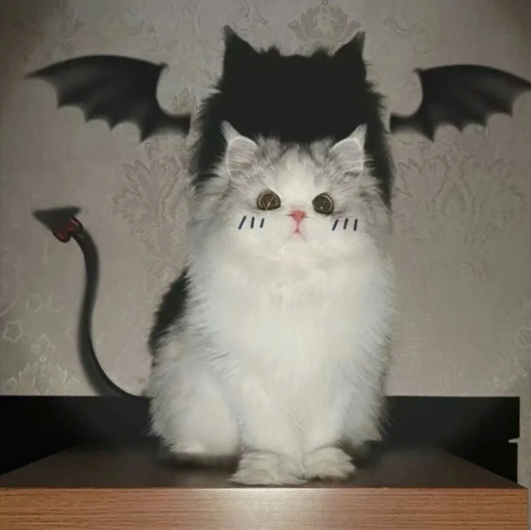 可爱的小猫咪,你们选第几只小猫咪呀?