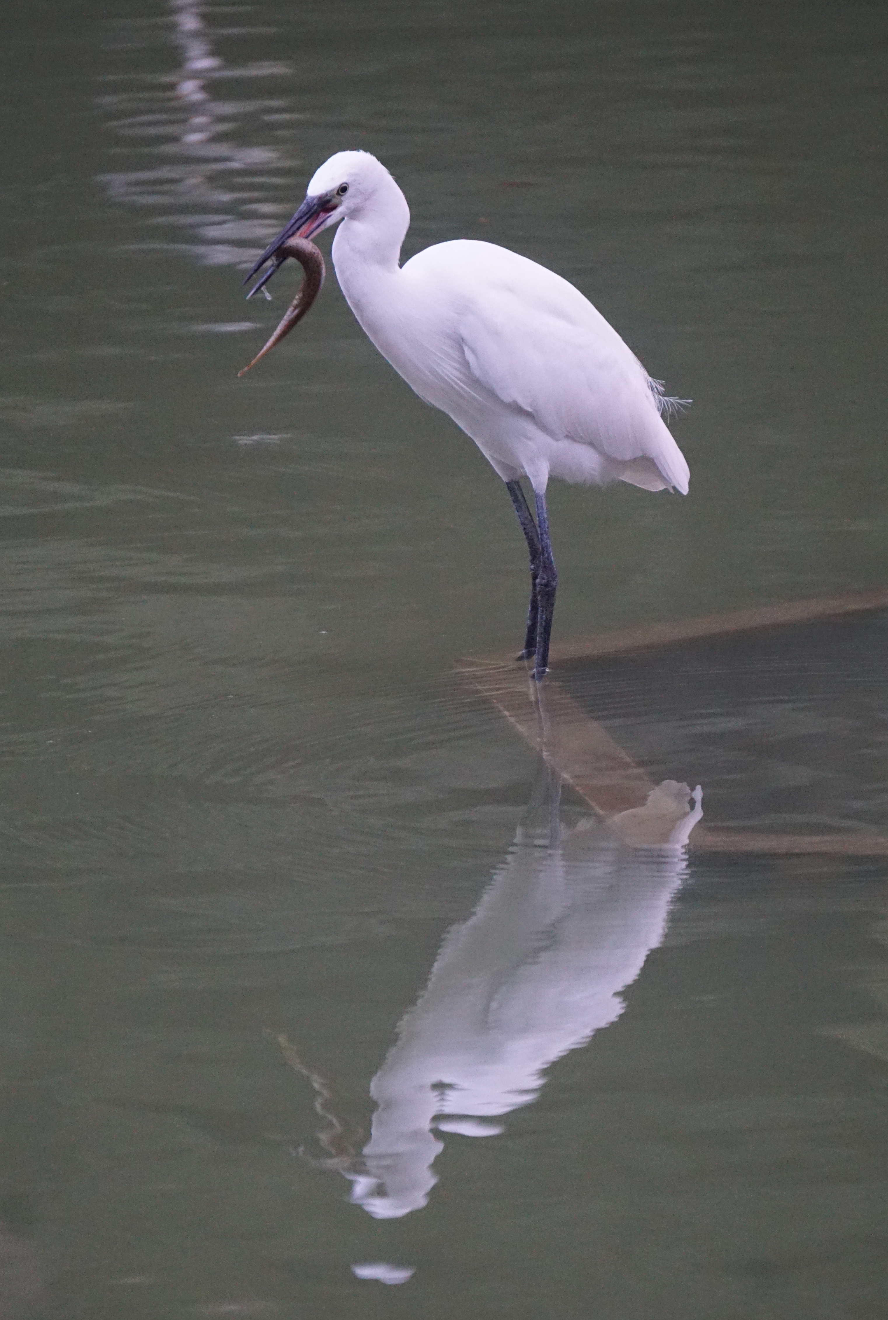 夕阳西下,暮色降临,珠海白莲洞公园驻场的鸟儿也到晚餐的时间了,开饭