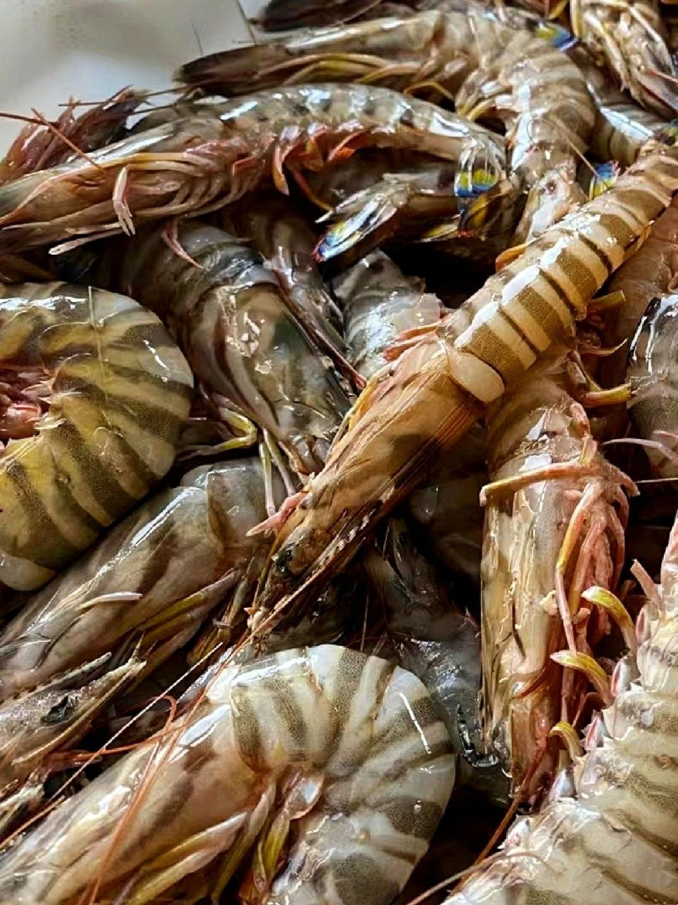 原来基围虾不是虾的品种