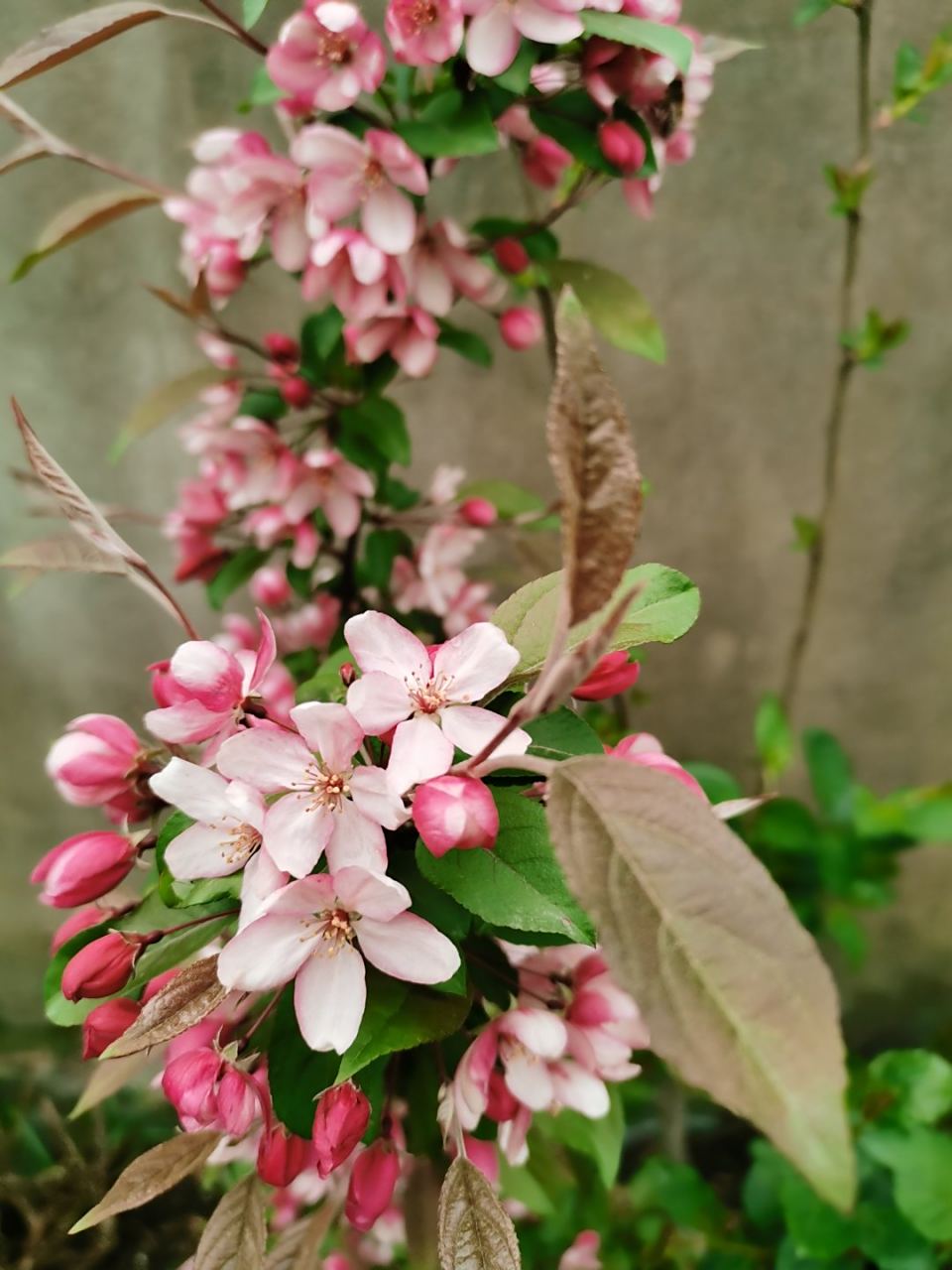 这是什么花,网上买的车厘子树