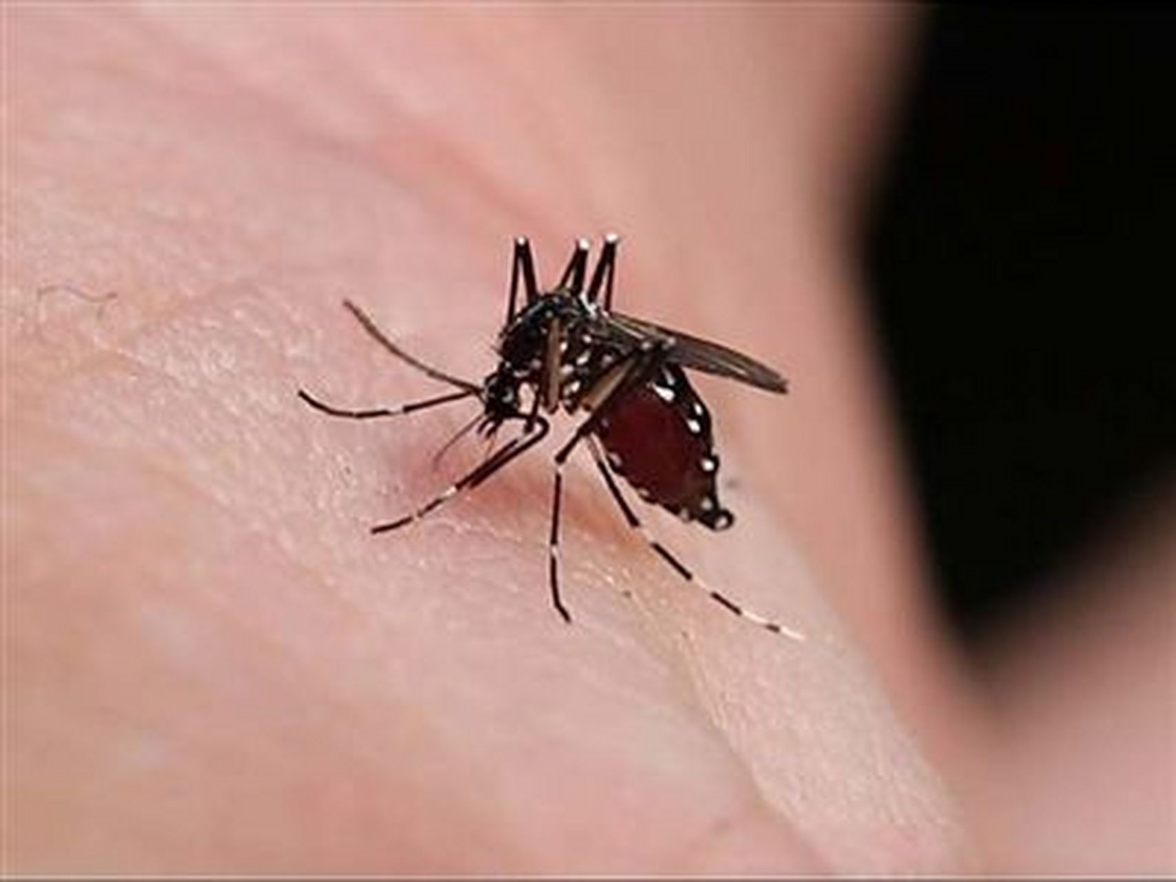 那天晚上我问老妈:"妈,你知不知道蚊子是有牙齿的