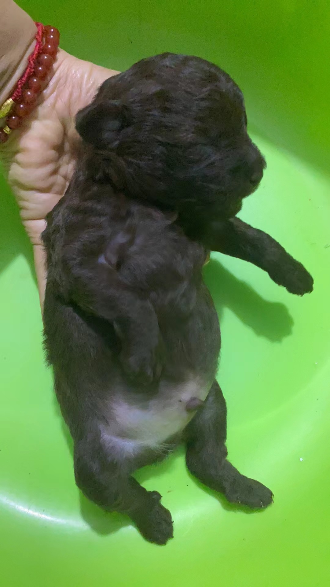 朋友家出生一窝雪纳瑞杂交,五天了!