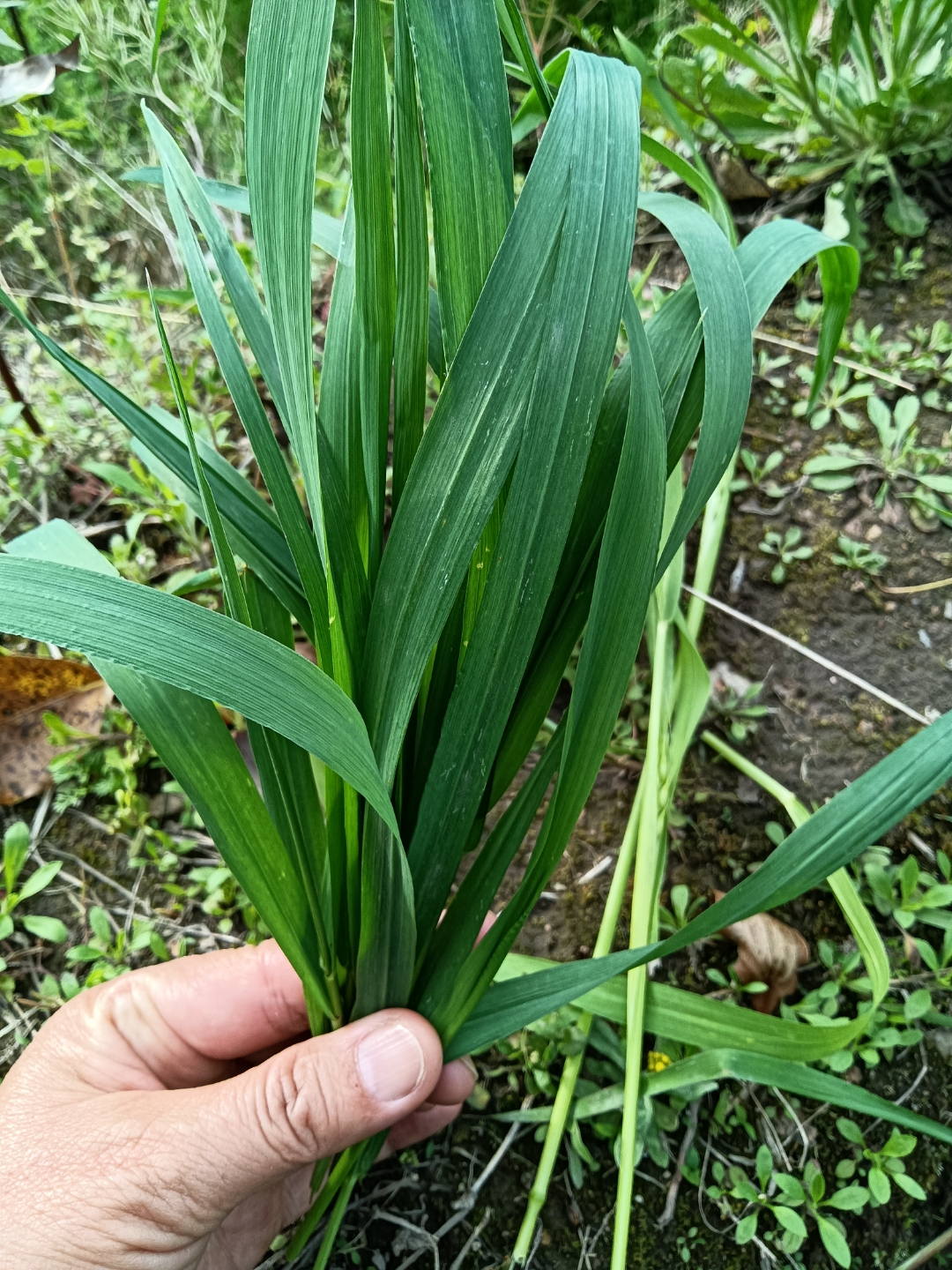 今天我专门针对网上卖的很火爆的兔子荷兰猪吃的大麦草做了一个研究.