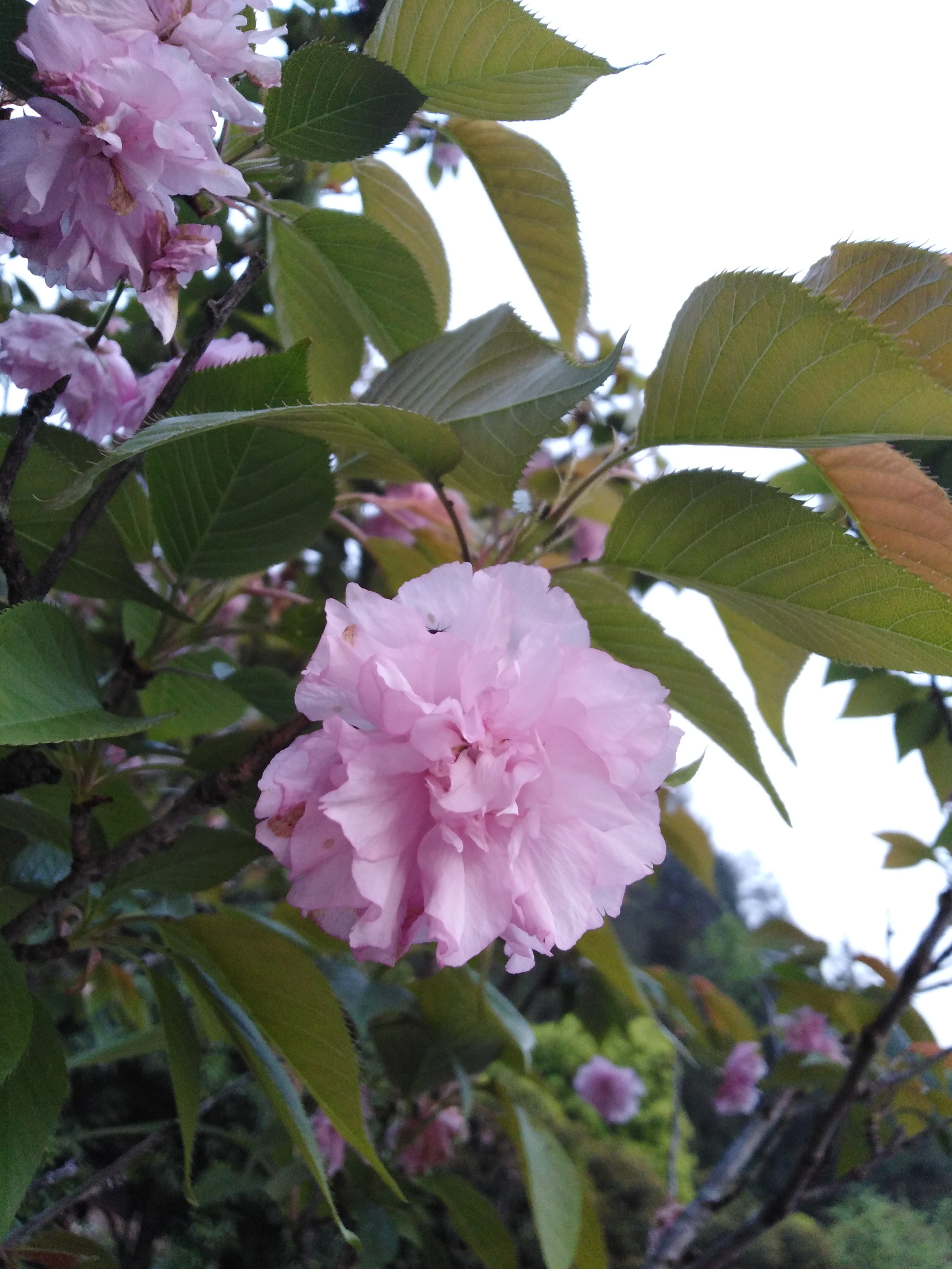 多层樱花耐看,浪漫