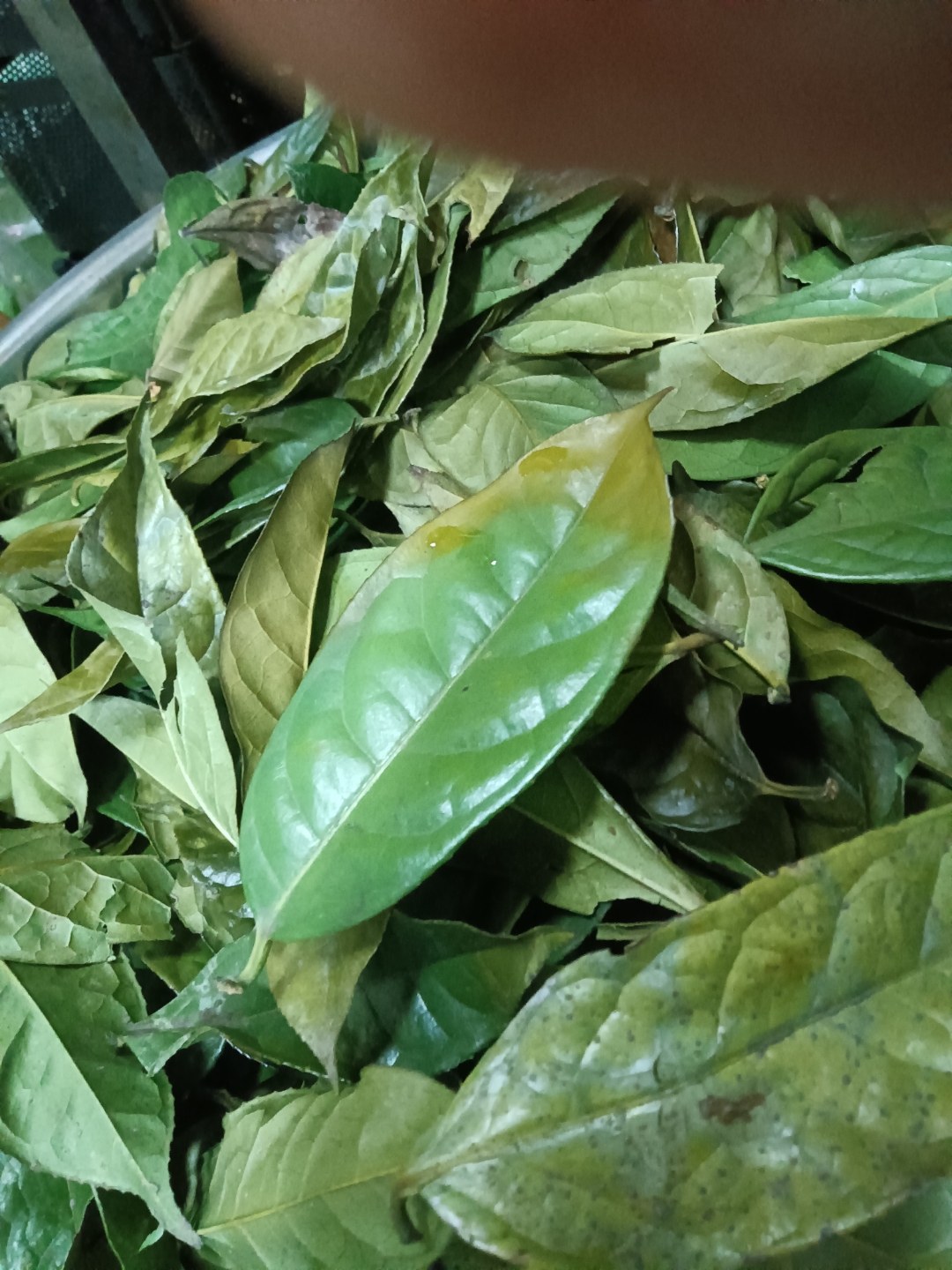 踏春好去处# 在广西的第三高峰元宝山上采到的宝,看上去是张普通的