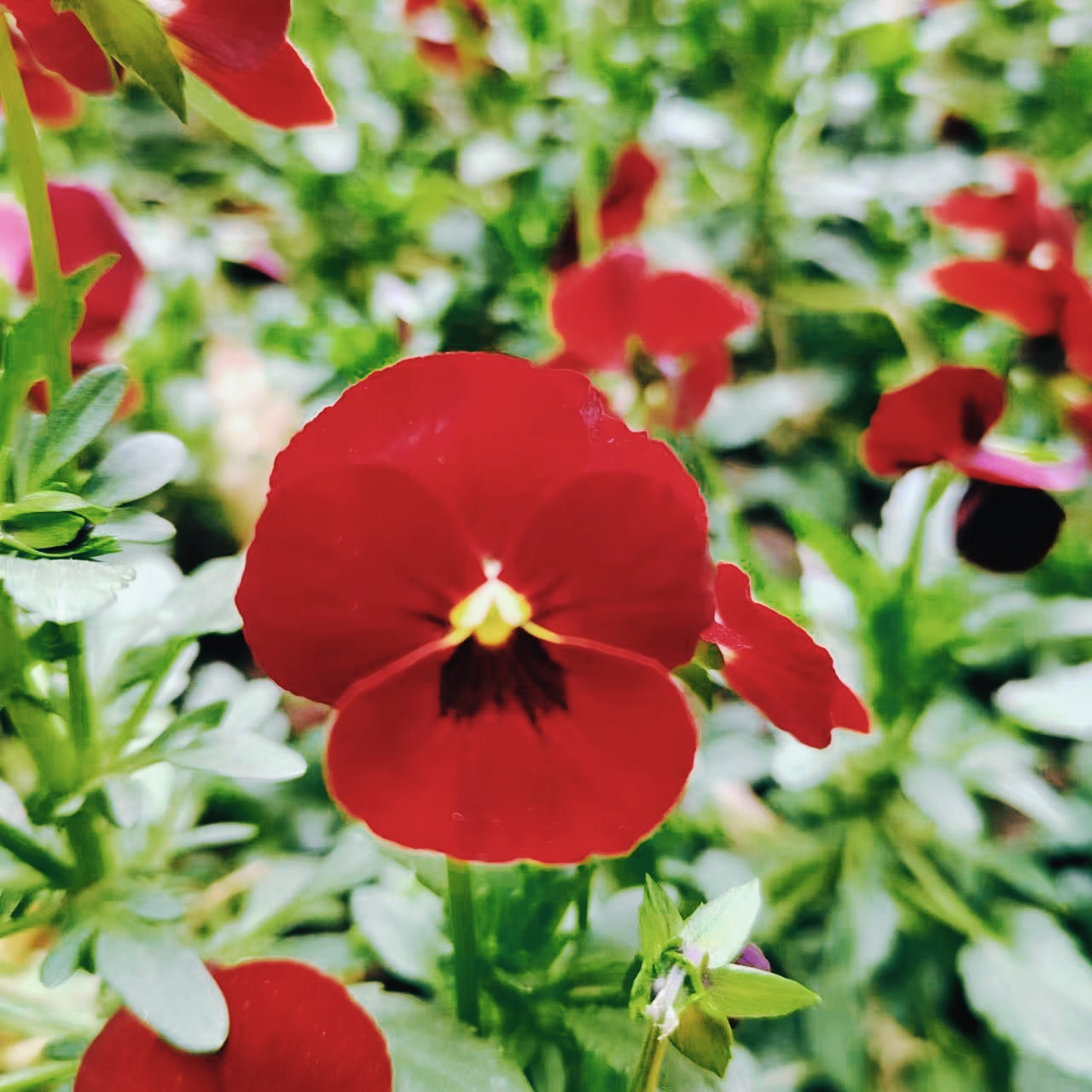 这张红色三色堇花好美啊!