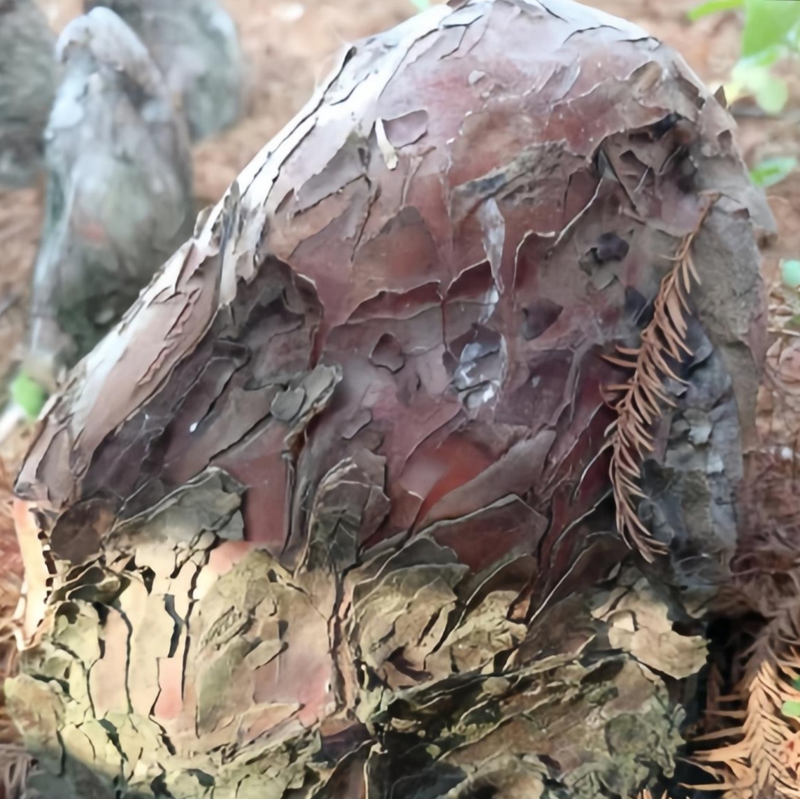 在自家后面的山上散步,无意间看到这些奇形怪状的石头!