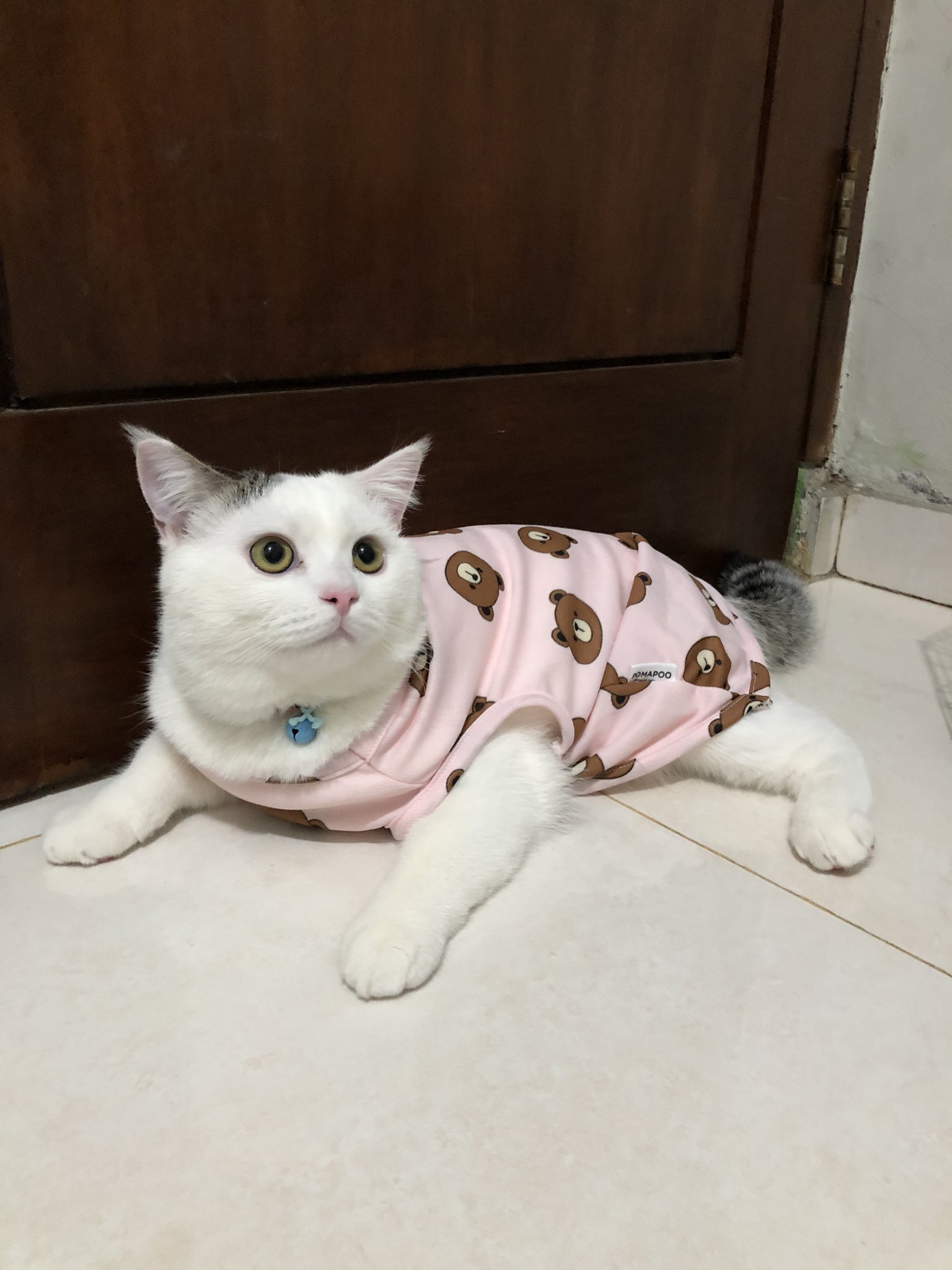 喵喵:谁家猫宝宝穿衣服呢?