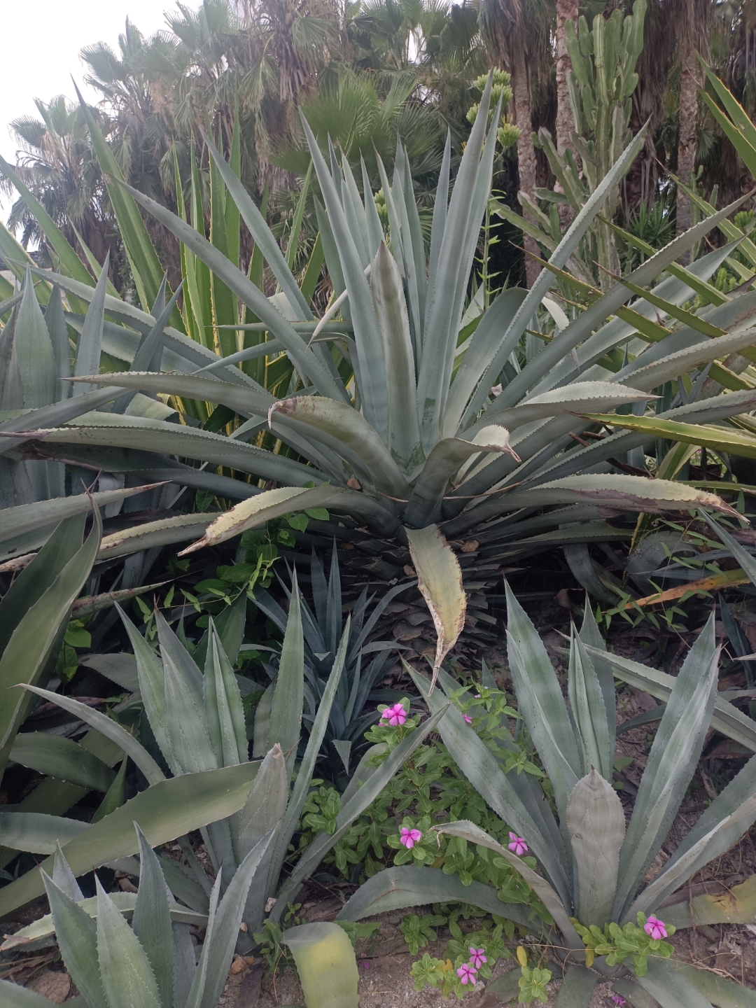 龙舌兰植物是一种多年生的多肉植物,属于百合科,主要生长在墨西哥的亚