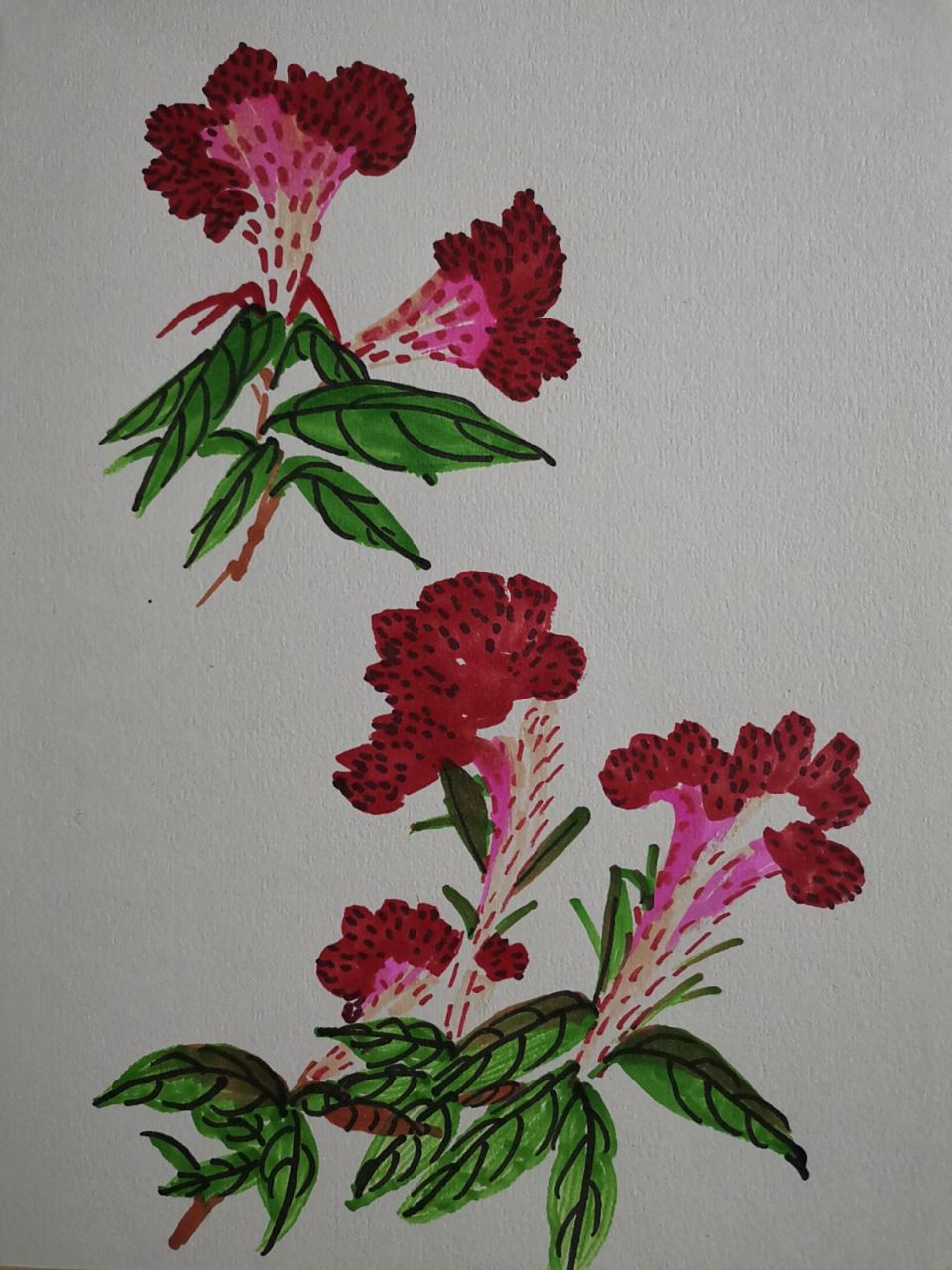 马克笔画的牵牛花和鸡冠花,鸡冠花感觉更好哦!