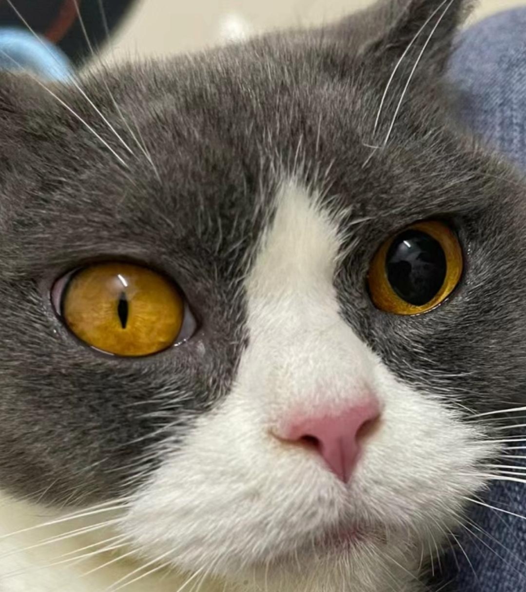 眼睛一只黄一只黑,我问他是不是眼睛有问题才会这样,他说这是特殊品种