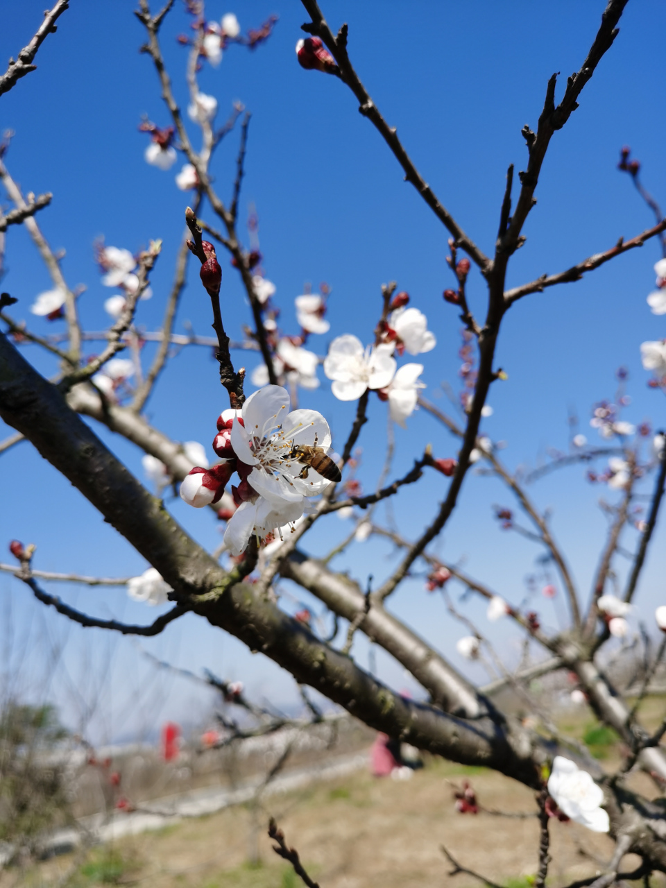 襄阳尹集肖冲村杏花节