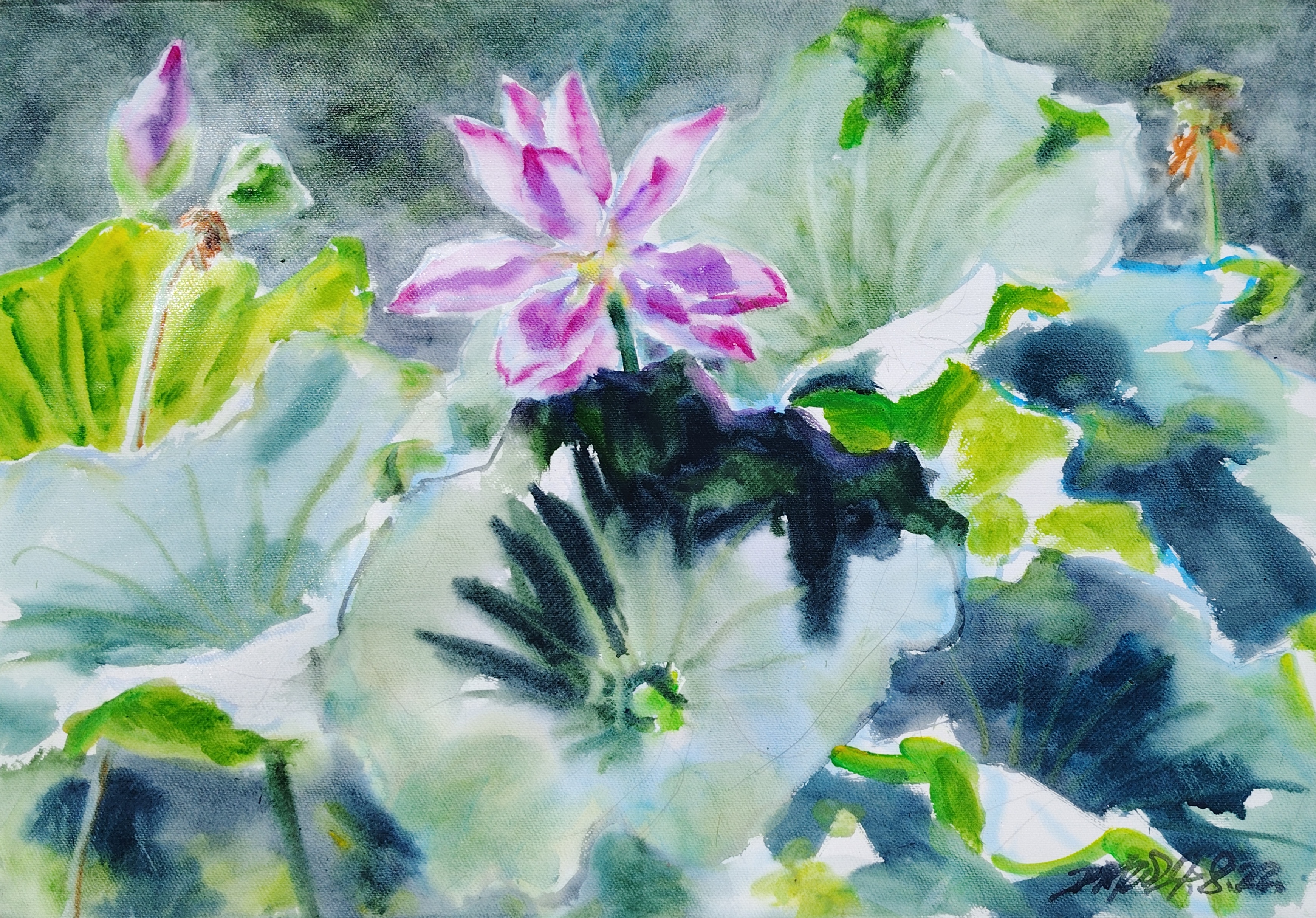 为水彩写生创作荷花先尝试睡莲至六月上旬结束后,便一古脑