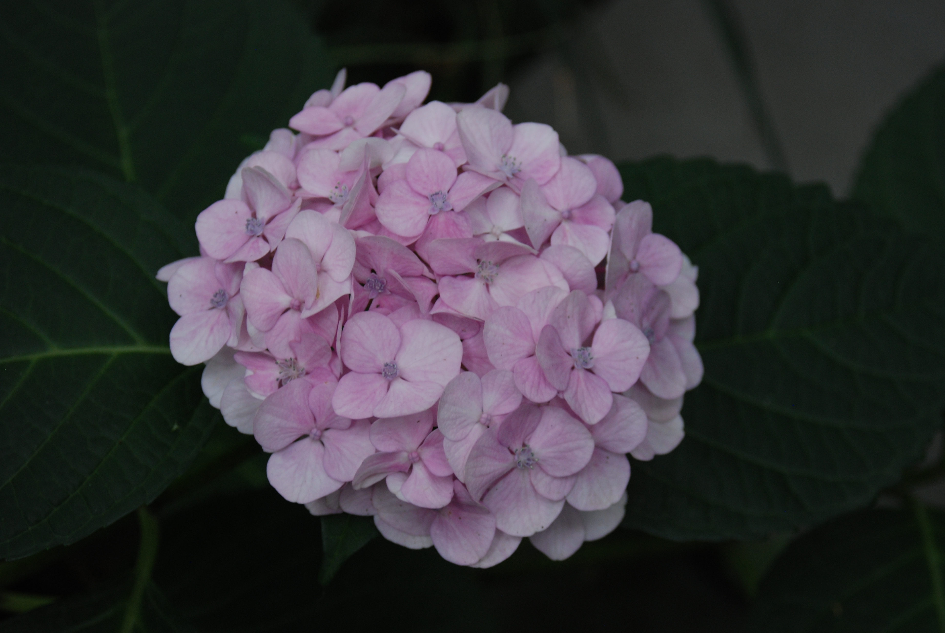 绣球花开,色彩斑斓,宛如夏日的调色盘,有粉色的,紫色的,红色的,白色的