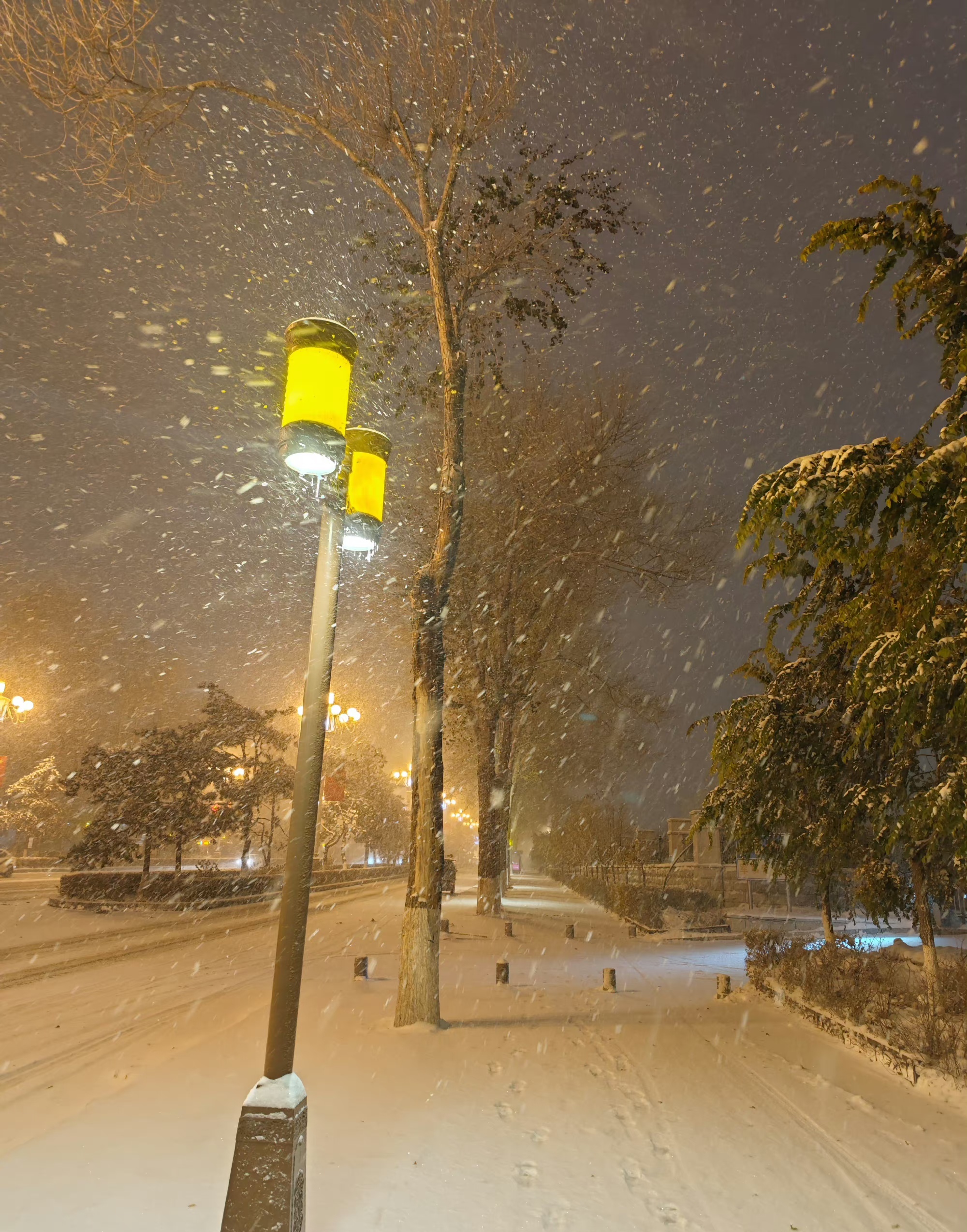 东北下雪照片图片