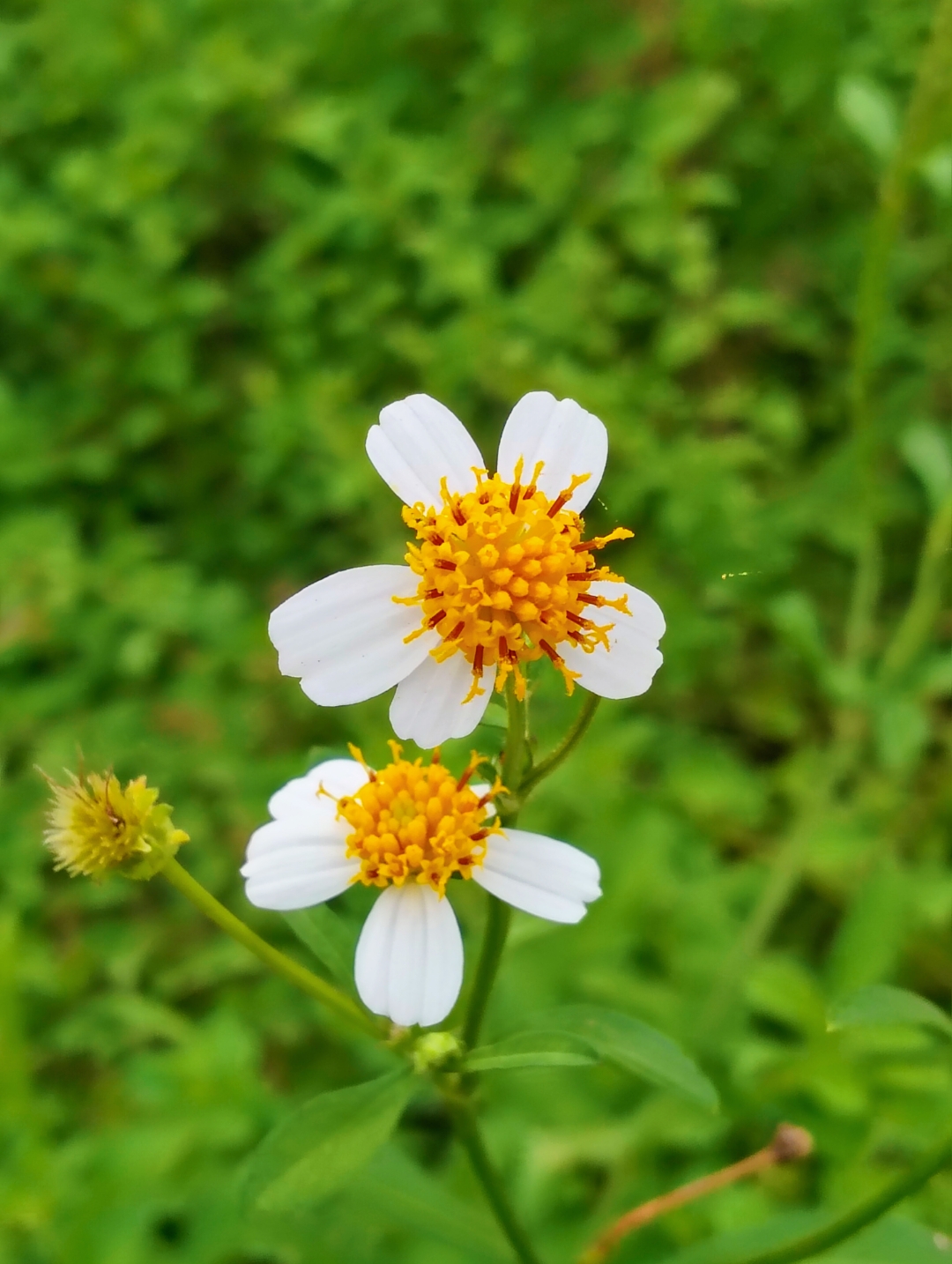白花鬼针草,属于入侵物种,适应性强,在农田野地很常见