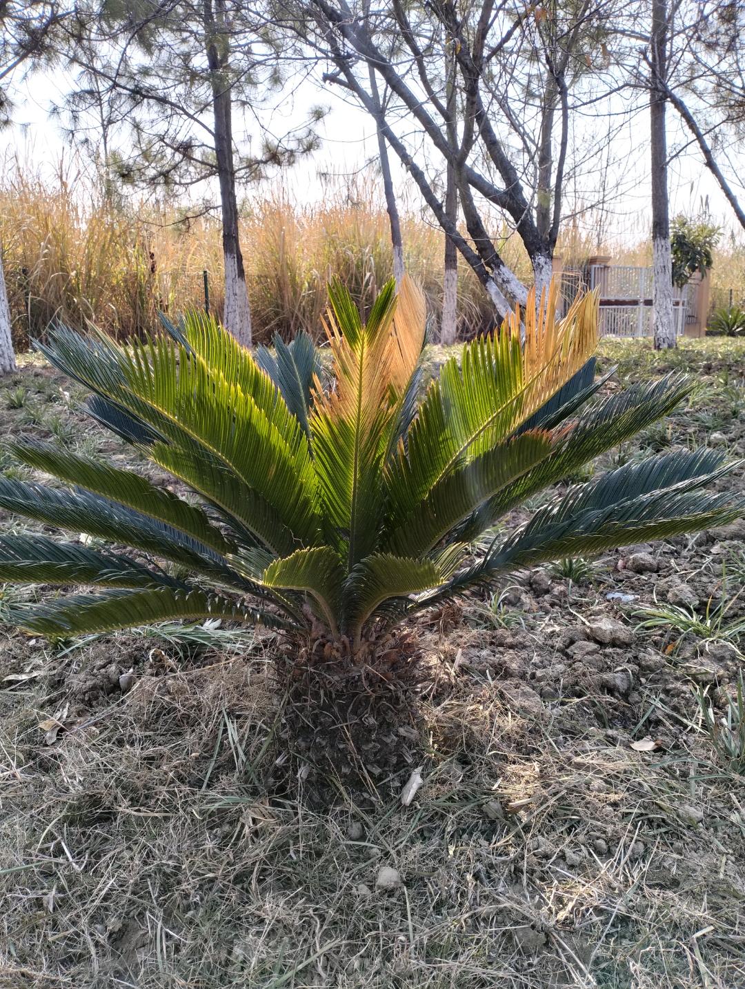 苏铁,也就是铁树.今天看到一株长了黄毛的铁树,是正常生长的吗?